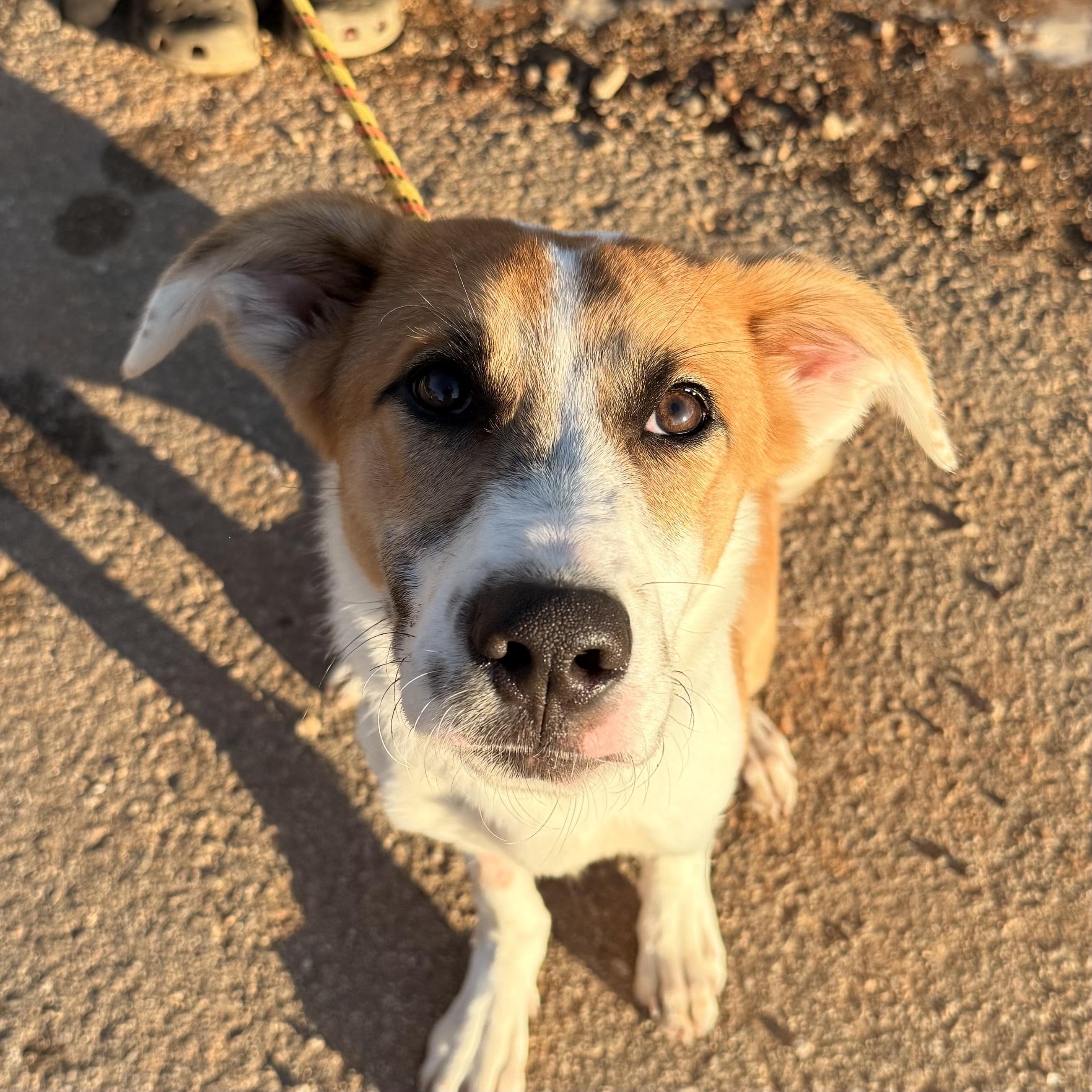 Enlarge Shaggy, a Adoptable mixed breed in Providence, RI image 1/5