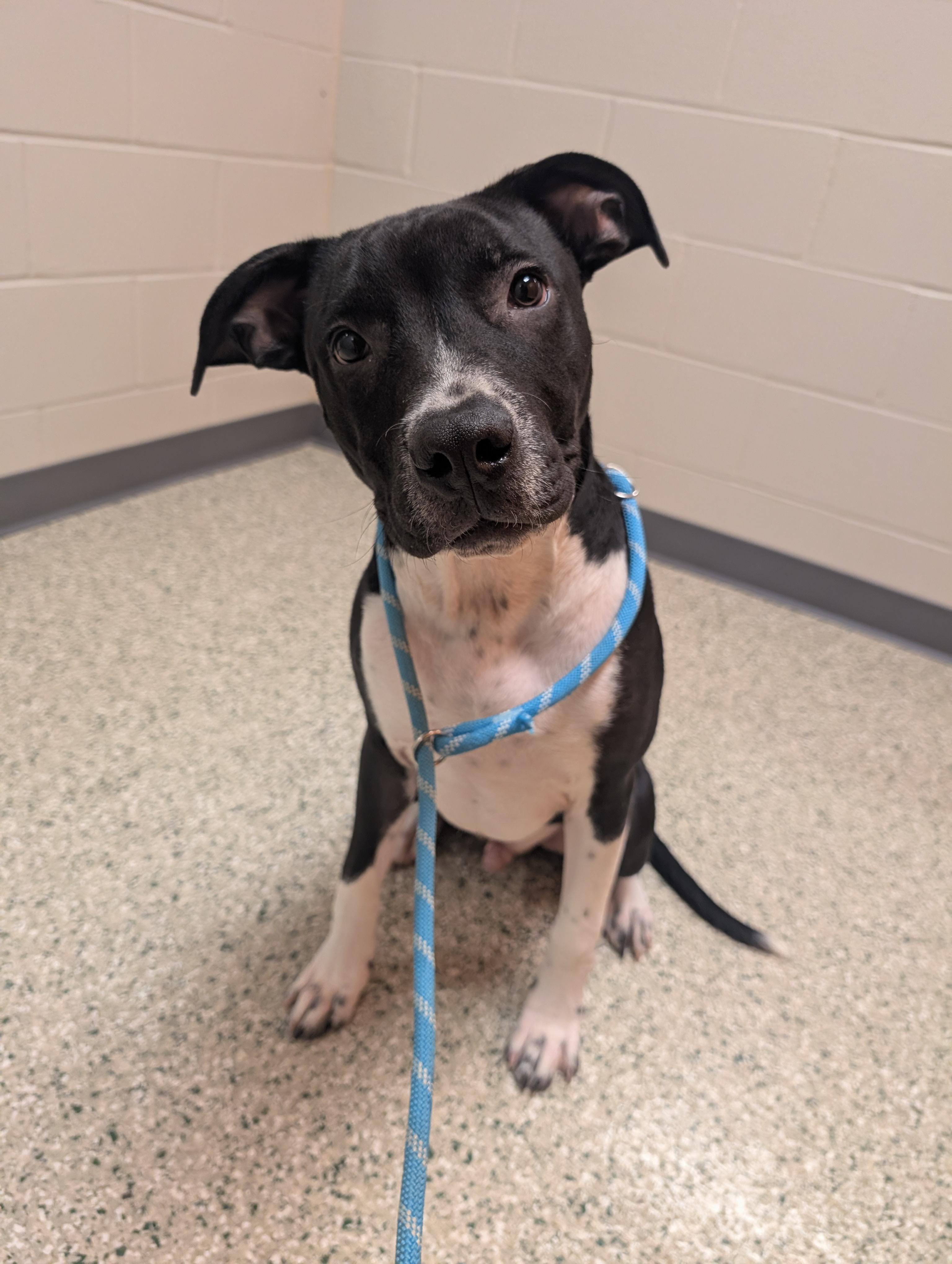Pluto, a Adoptable mixed breed in Cedar Rapids, IA image 3/4