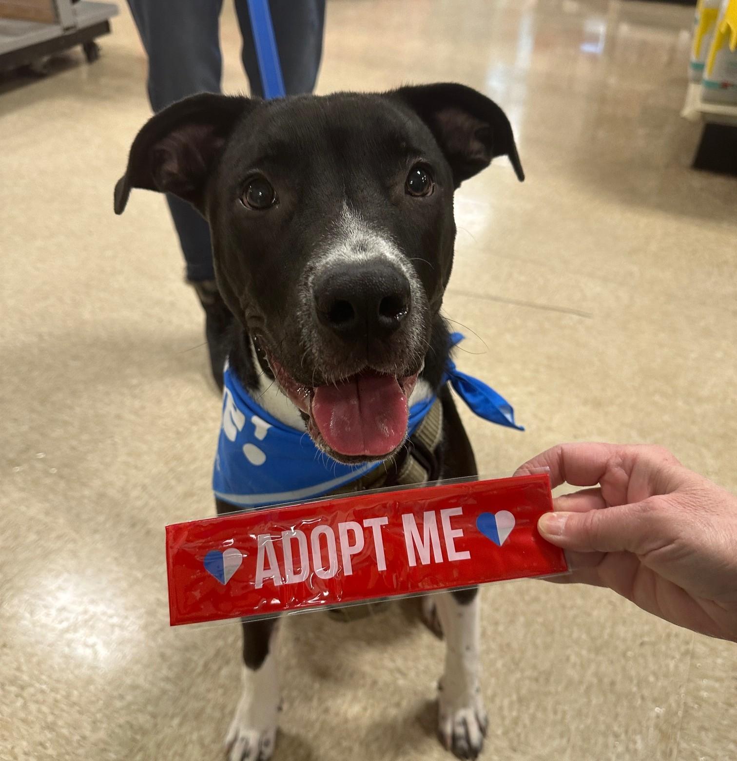 Pluto, Adoptable, Puppy Male Pit Bull Terrier.