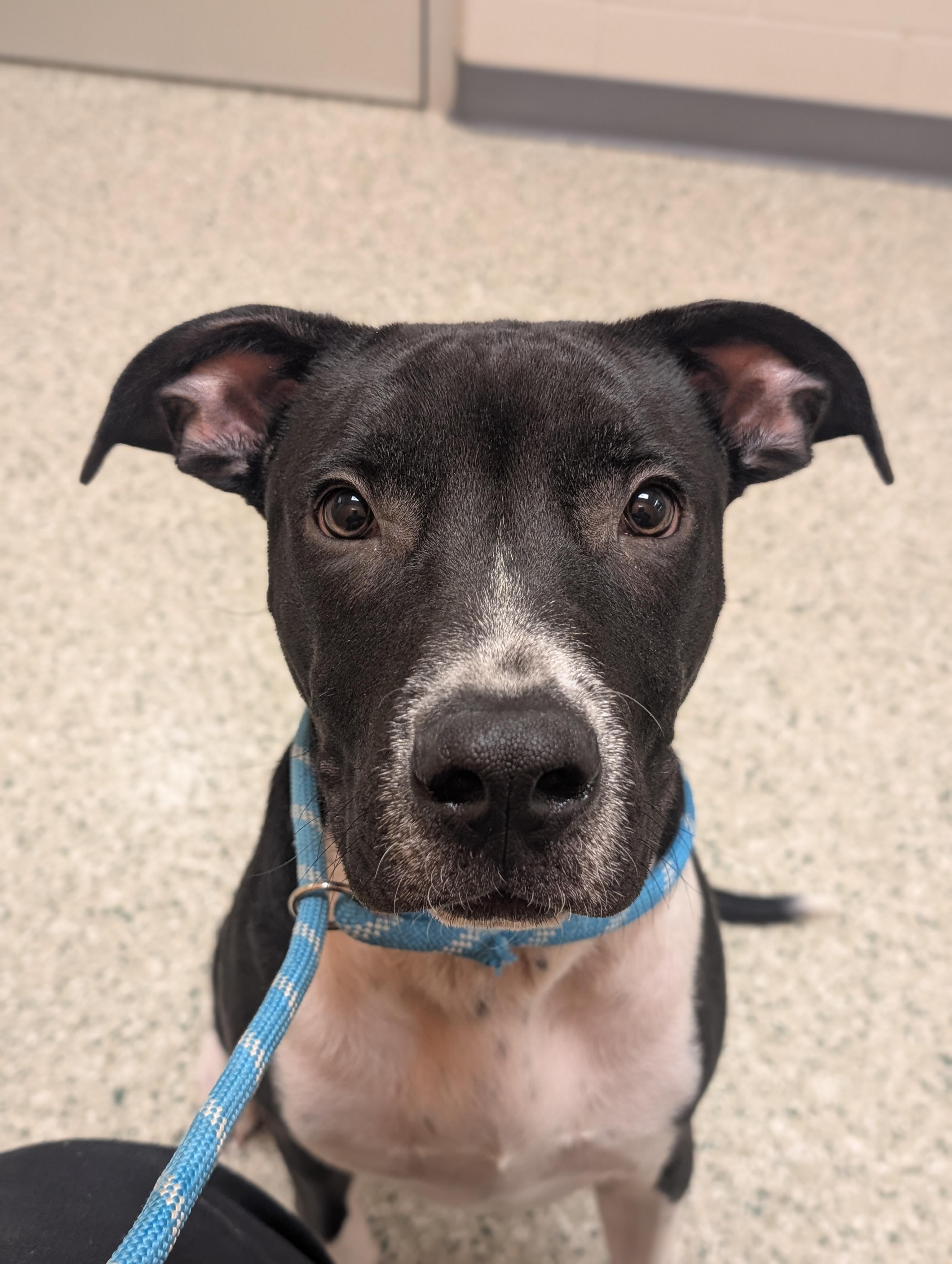 Pluto, a Adoptable mixed breed in Cedar Rapids, IA image 4/4