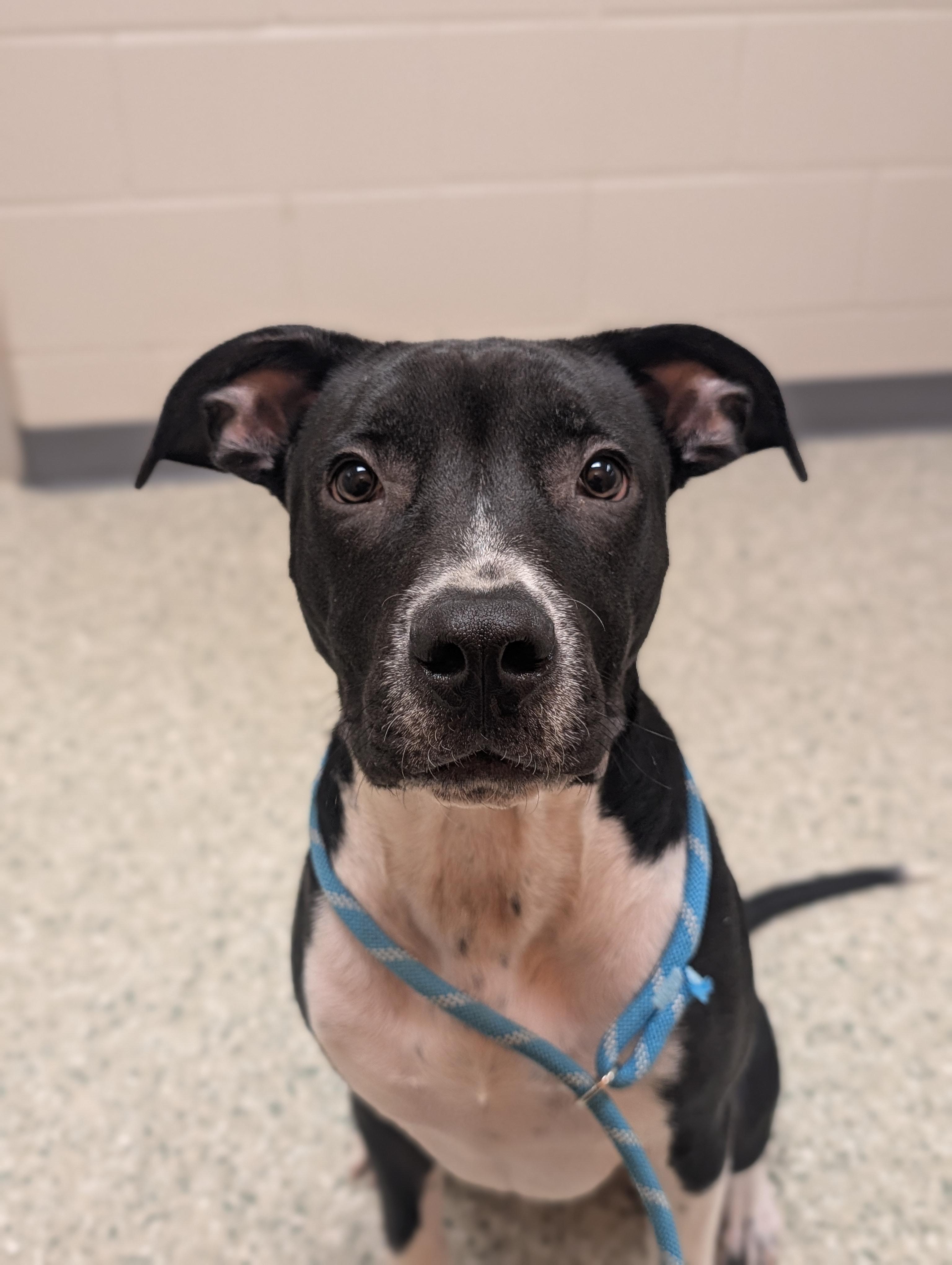 Pluto — thumbnail 4