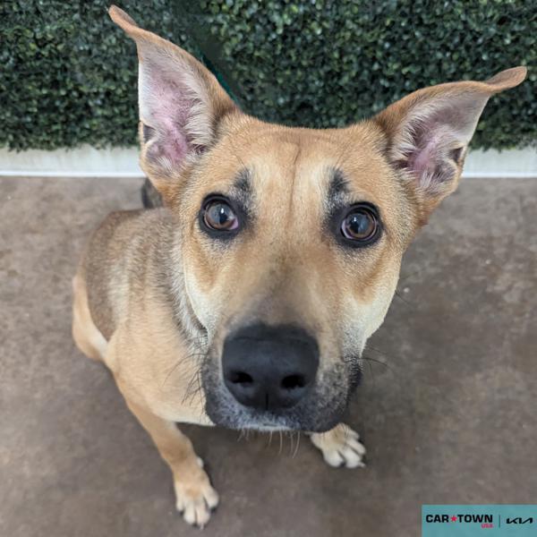 Enlarge Asteria, a Adoptable mixed breed in Lexington, KY image 1/1