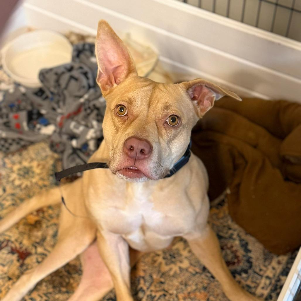 Isabel, a Adoptable Pit Bull Terrier in Brainerd, MN image 1/5