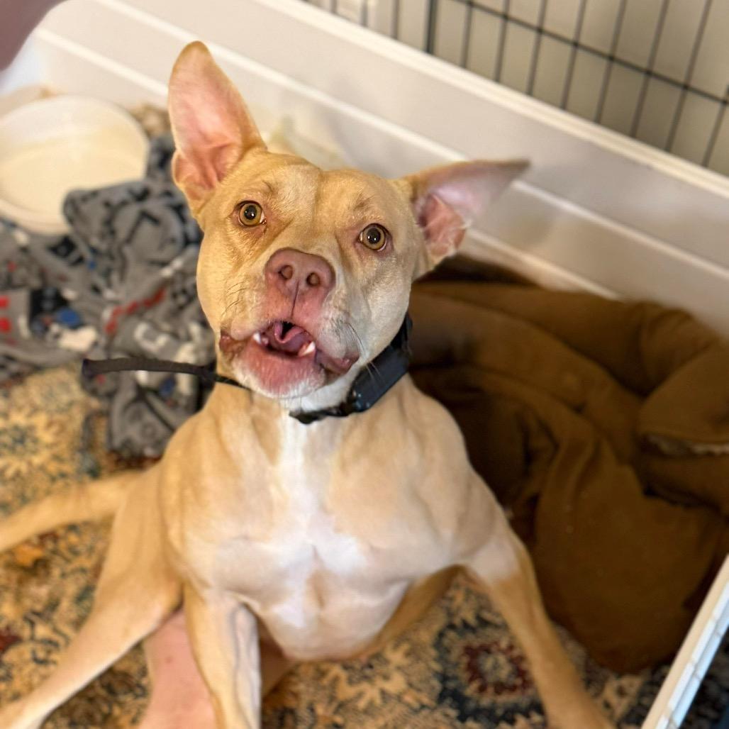 Isabel, Adoptable, Adult Female Pit Bull Terrier.