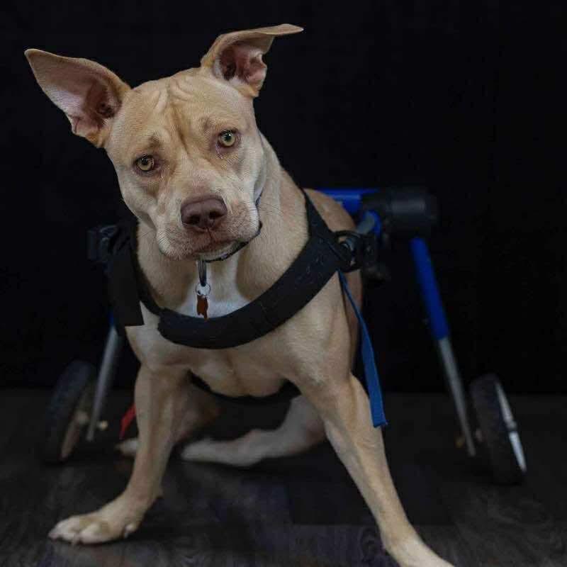 Isabel, a Adoptable Pit Bull Terrier in Brainerd, MN image 3/5