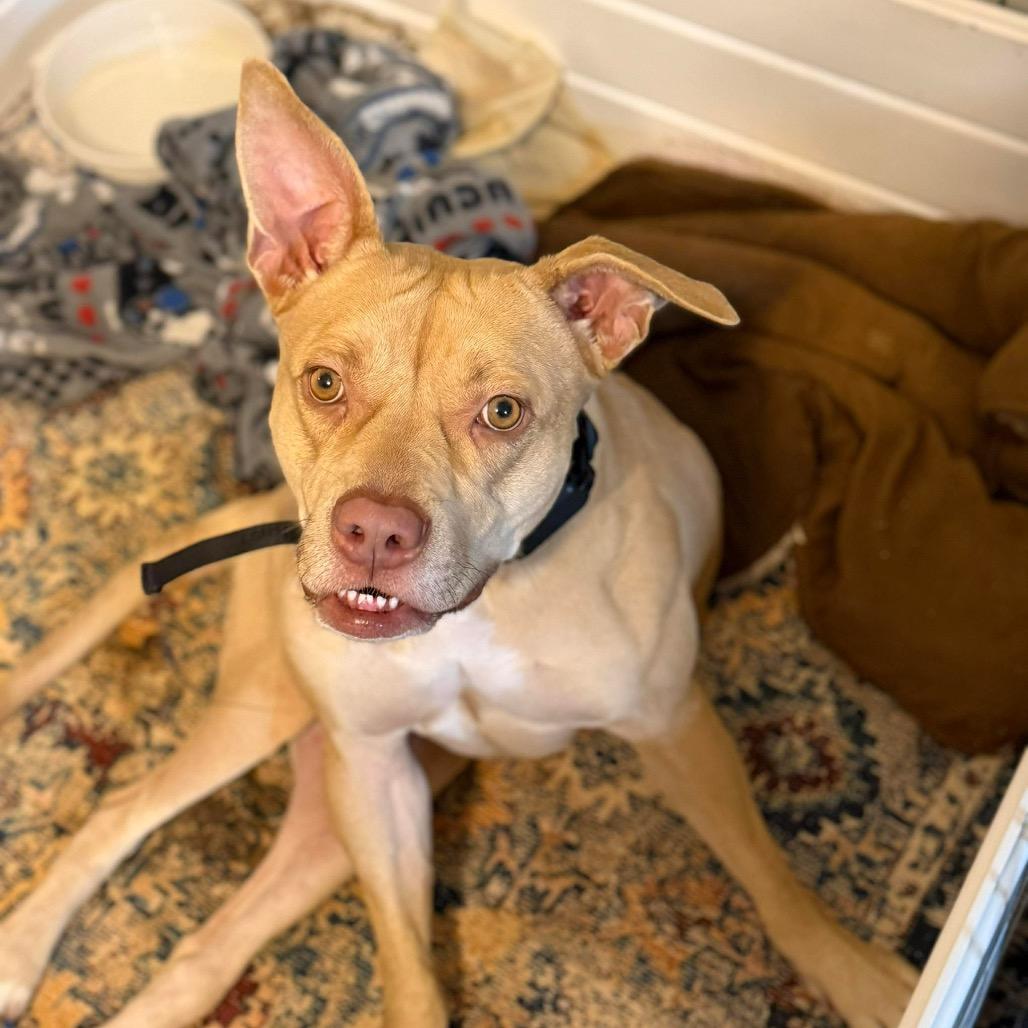 Isabel, a Adoptable Pit Bull Terrier in Brainerd, MN image 4/5