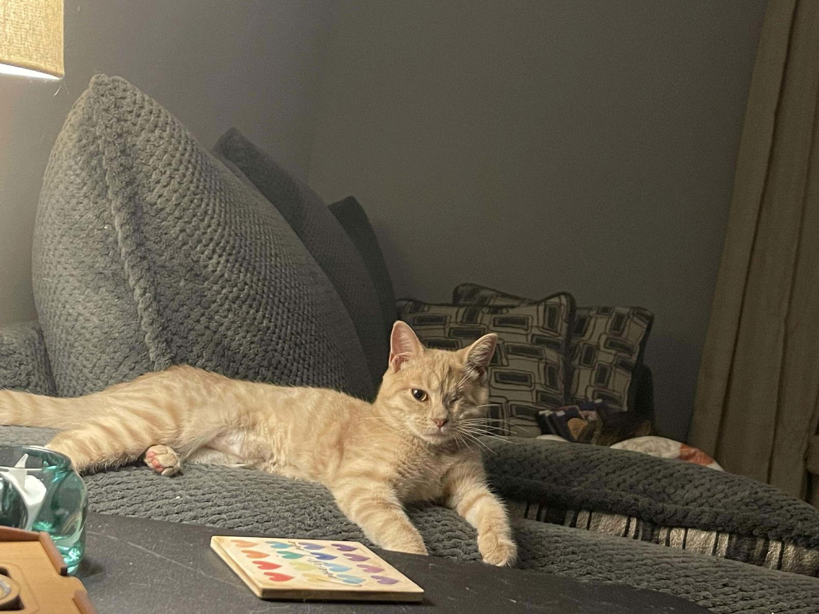 Butterscotch, Adoptable, Young Female Domestic Short Hair.