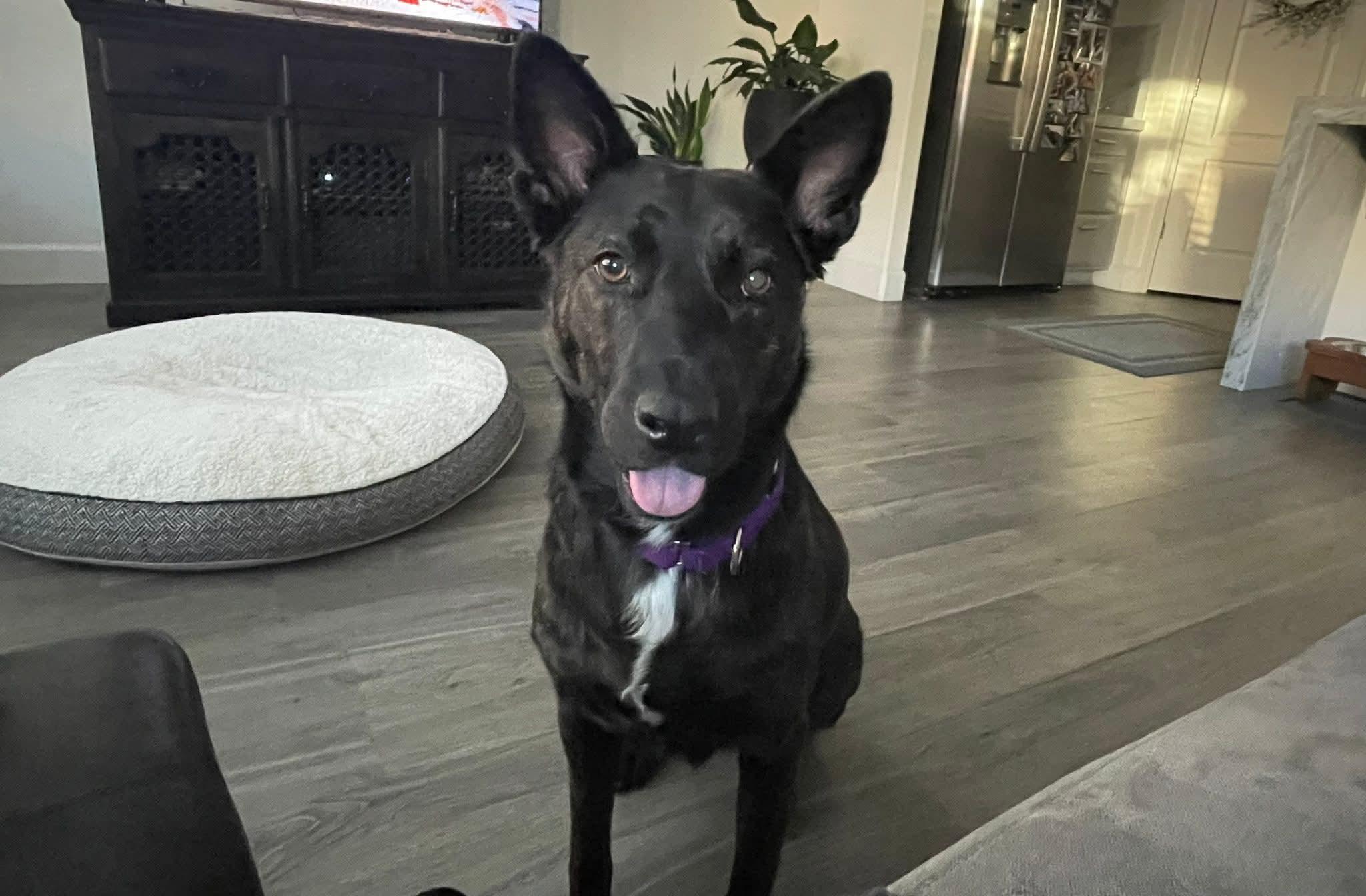 Donna (aka Madonna), a Adoptable mixed breed in Concord, CA image 5/5