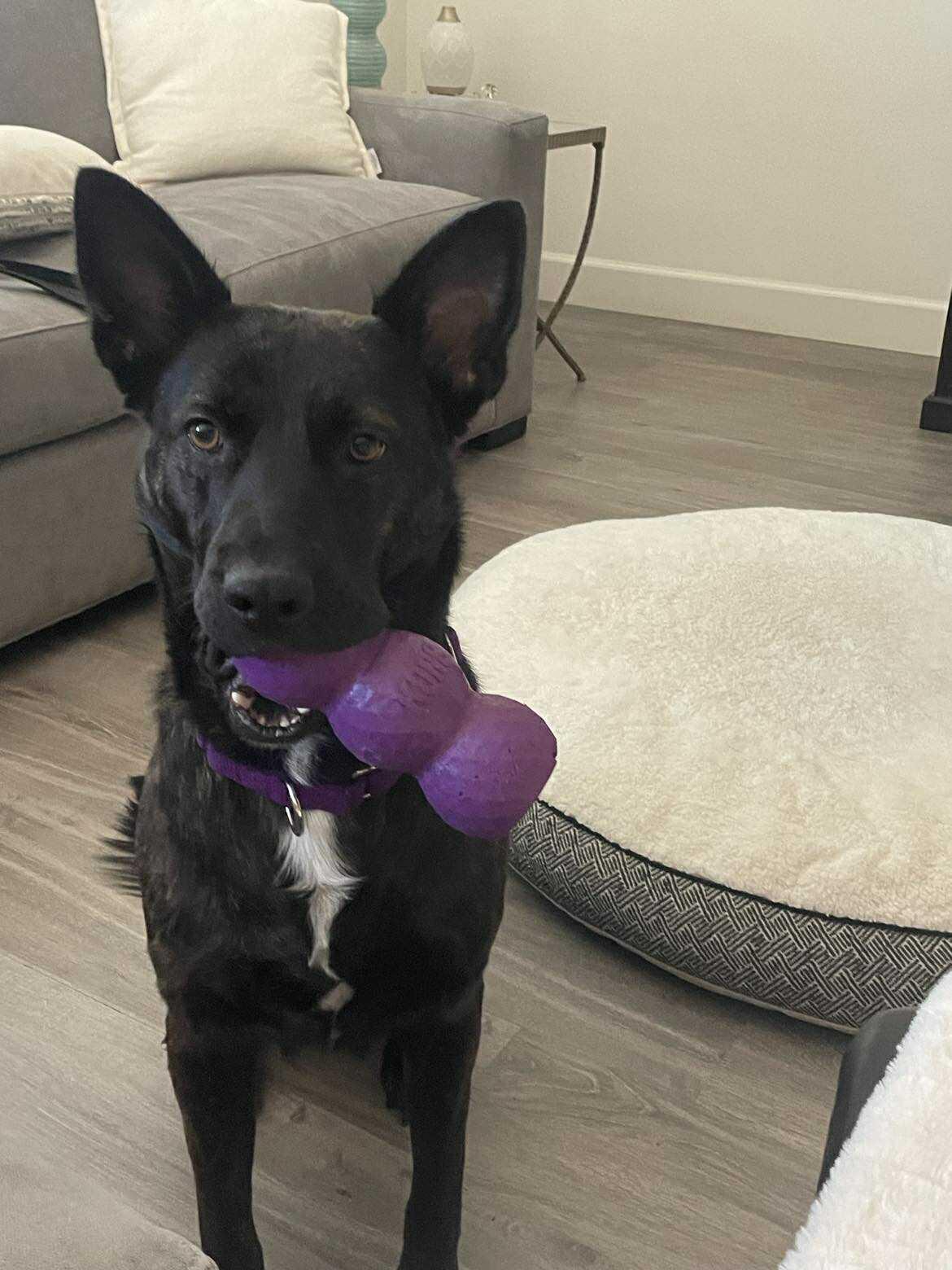 Donna (aka Madonna), Adoptable, Young Female German Shepherd Dog.