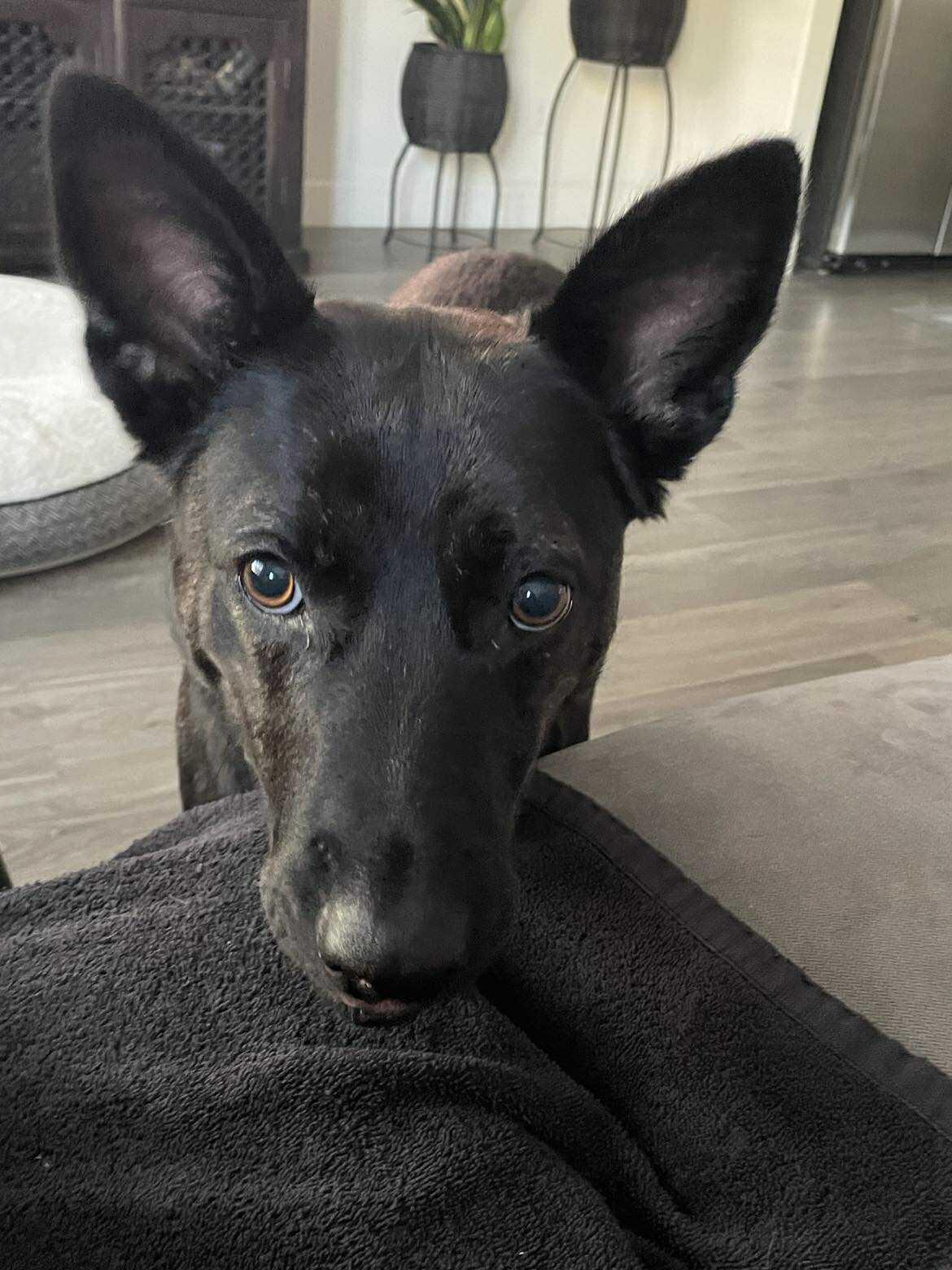 Donna (aka Madonna), a Adoptable mixed breed in Concord, CA image 3/5