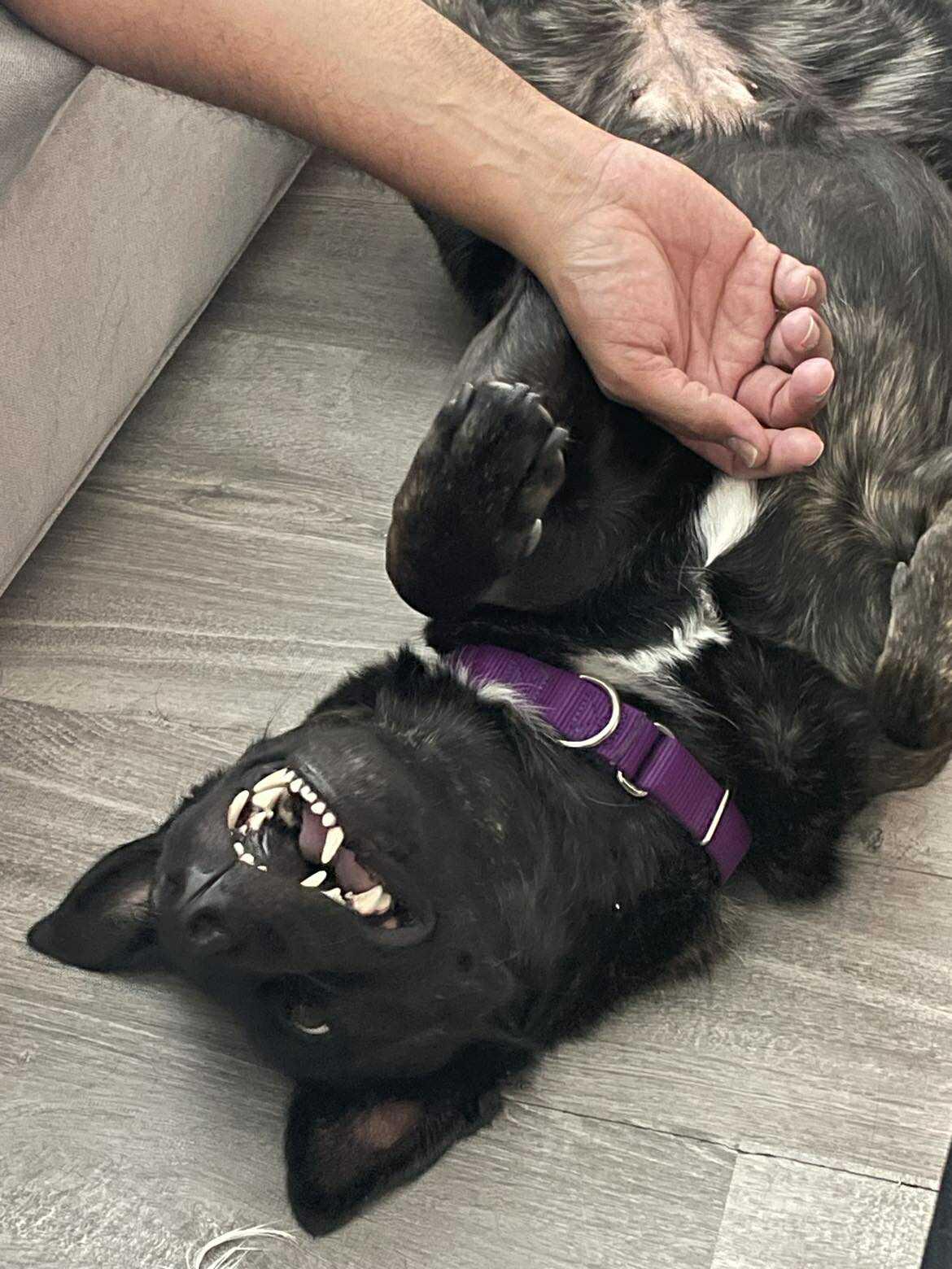 Donna (aka Madonna), a Adoptable mixed breed in Concord, CA image 4/5