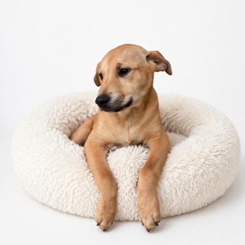 Enlarge Jasper, a ADOPTABLE mixed breed in San Andreas, CA image 1/1