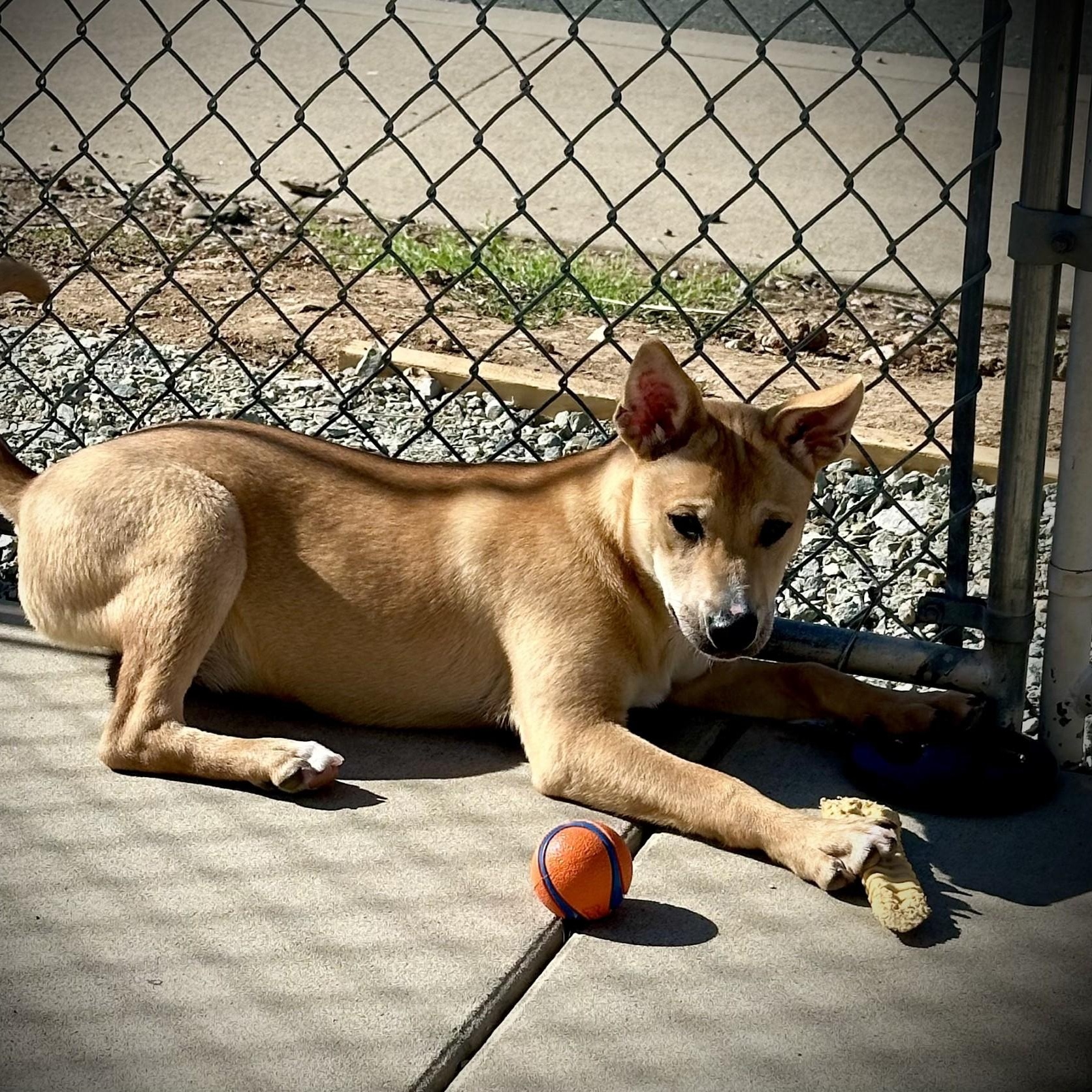 Jasper, a ADOPTABLE mixed breed in San Andreas, CA image 2/4