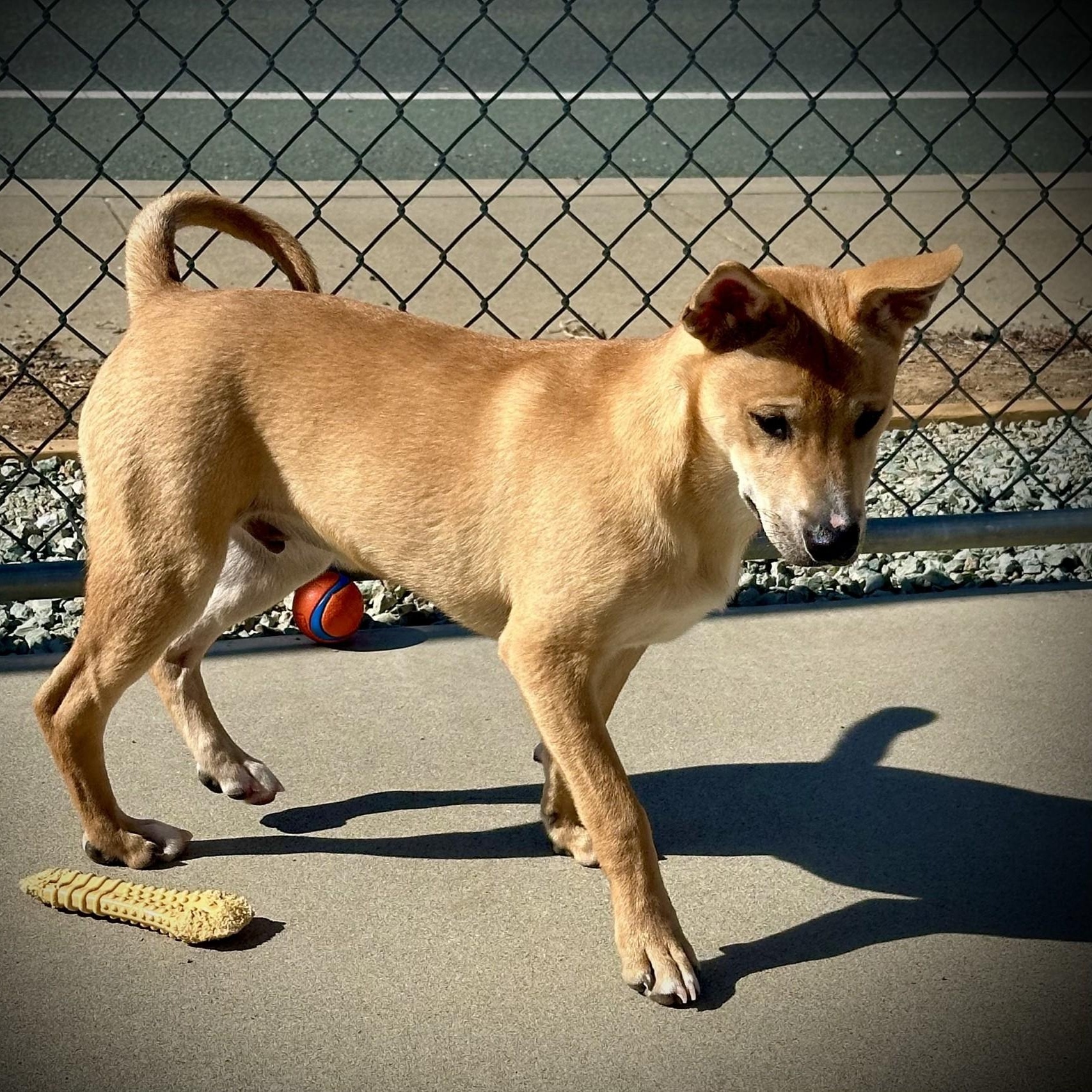Jasper, a ADOPTABLE mixed breed in San Andreas, CA image 4/4