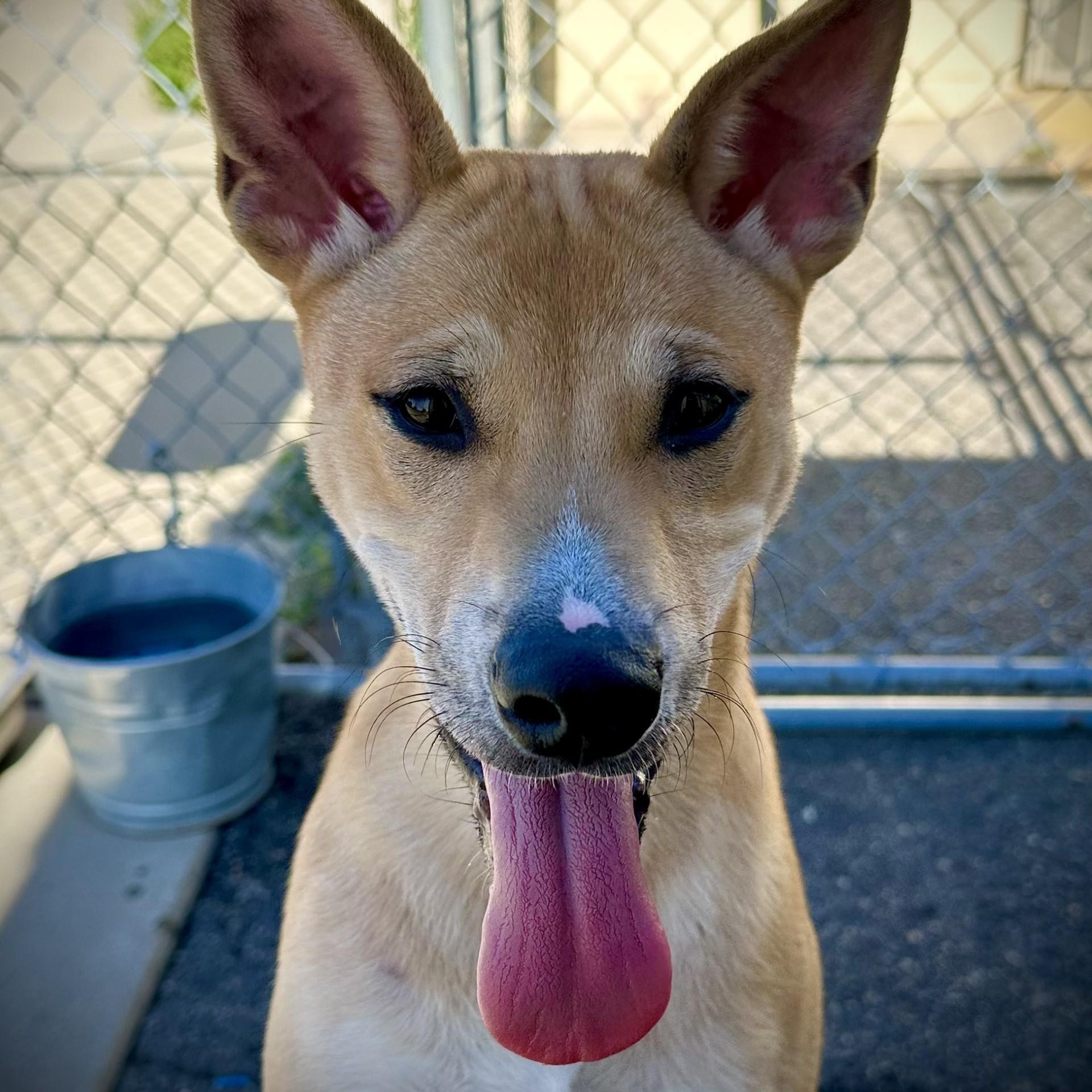 Jasper, ADOPTABLE, Young Male Shiba Inu.