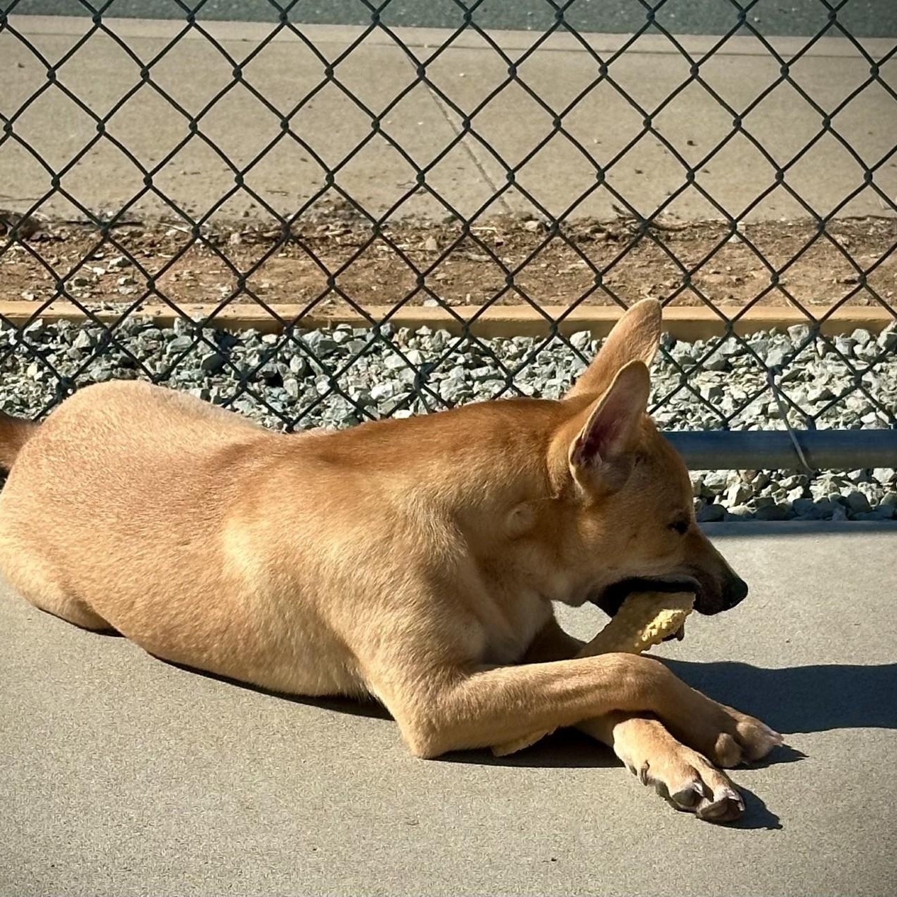 Jasper, a ADOPTABLE mixed breed in San Andreas, CA image 3/4