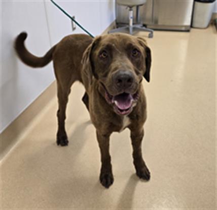 RYAN, Adoptable, Adult Male Chesapeake Bay Retriever.