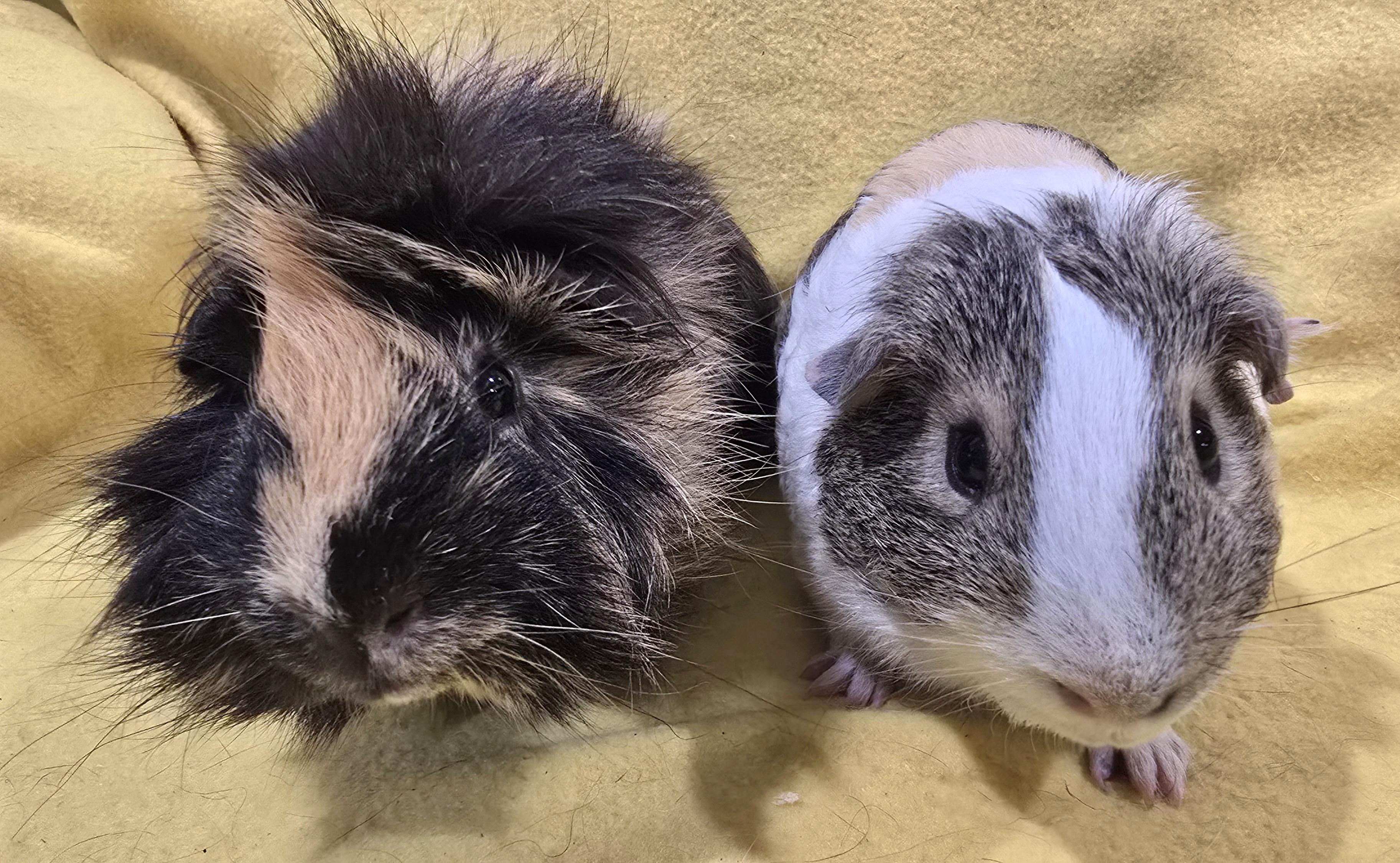 Enlarge Christian and Benny, a Adopted Guinea Pig in New Kensington, PA image 3/3
