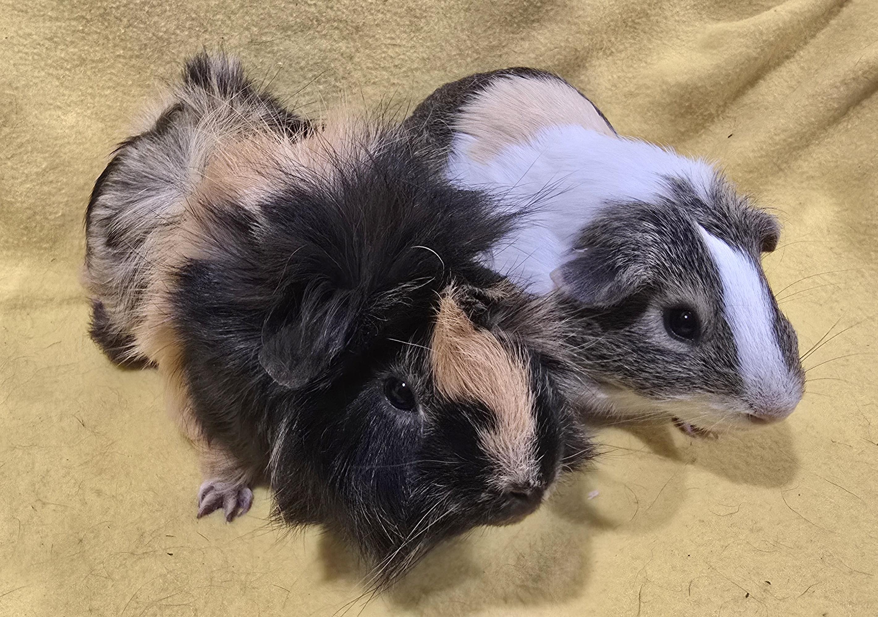 Enlarge Christian and Benny, a Adopted Guinea Pig in New Kensington, PA image 2/3