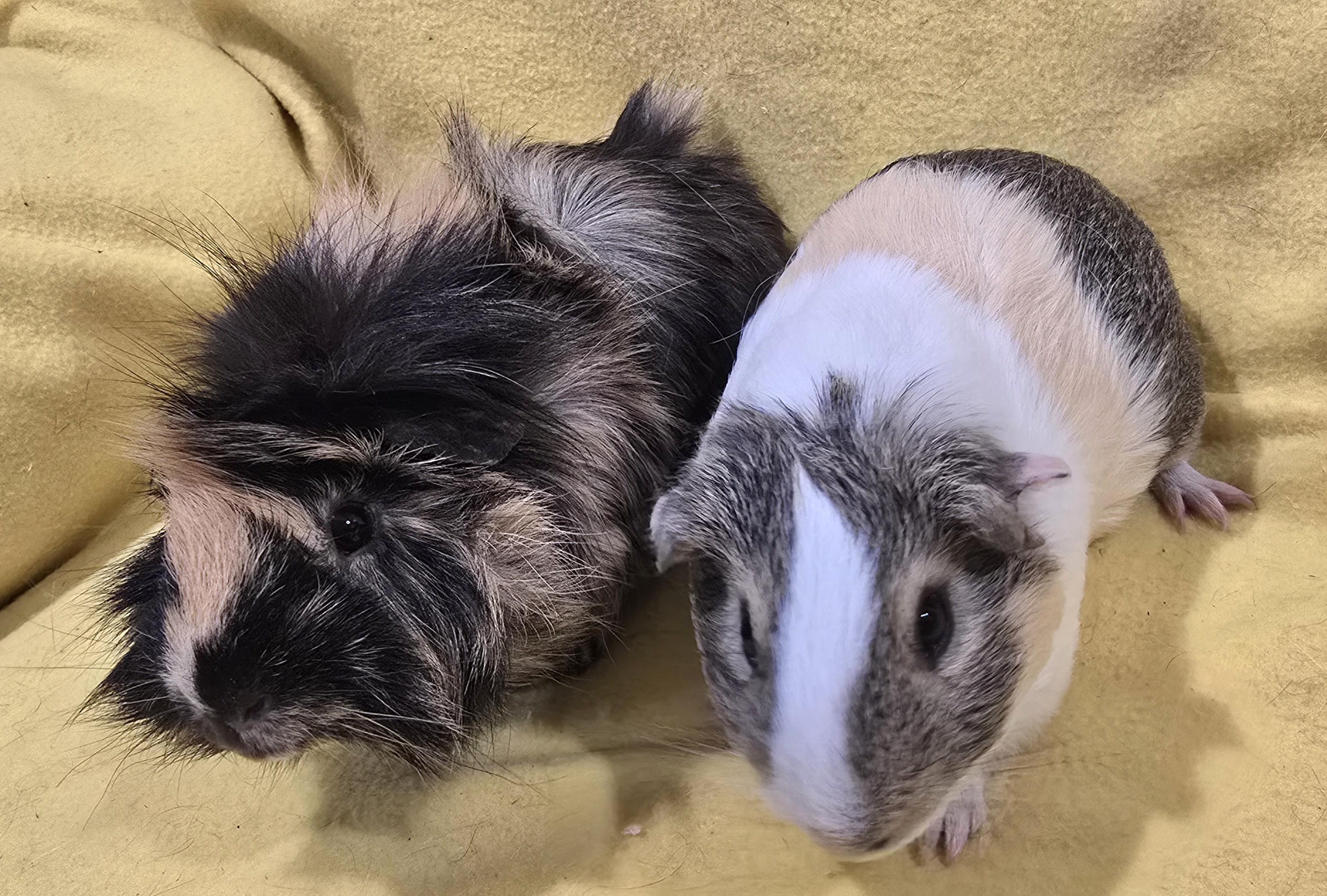 Christian and Benny, Adopted, Young Male Guinea Pig.