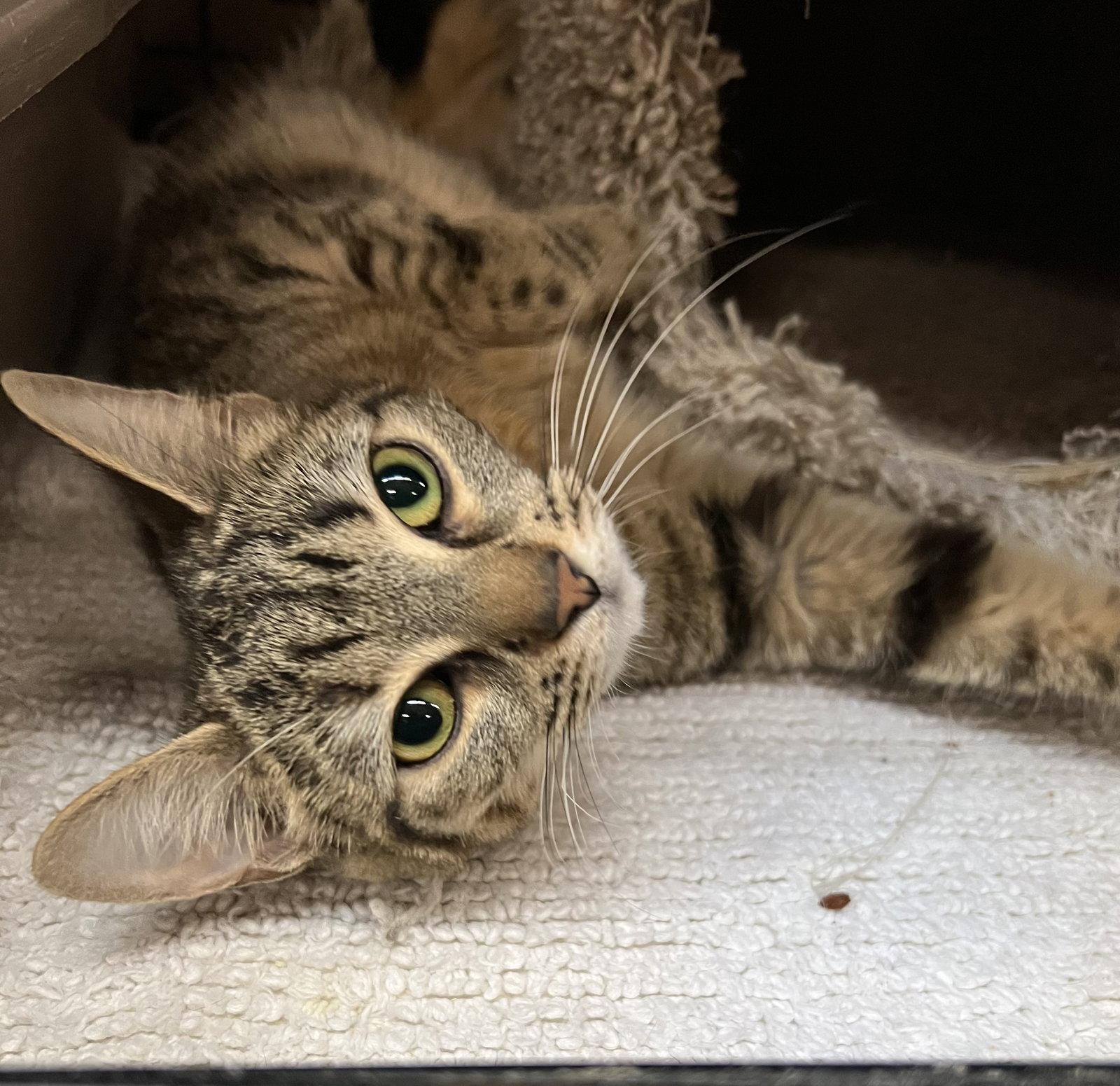 Apricot, Adopted, Young Female Domestic Short Hair.