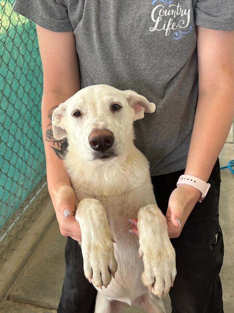 Blanca, a Adoptable Labrador Retriever image 1/6