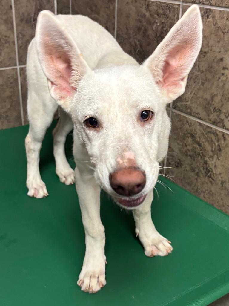 Blanca, a Adoptable Labrador Retriever in Midland, TX image 5/6