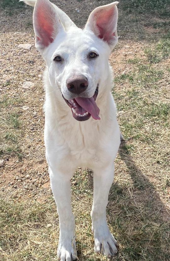 Blanca, a Adoptable Labrador Retriever in Midland, TX image 6/6