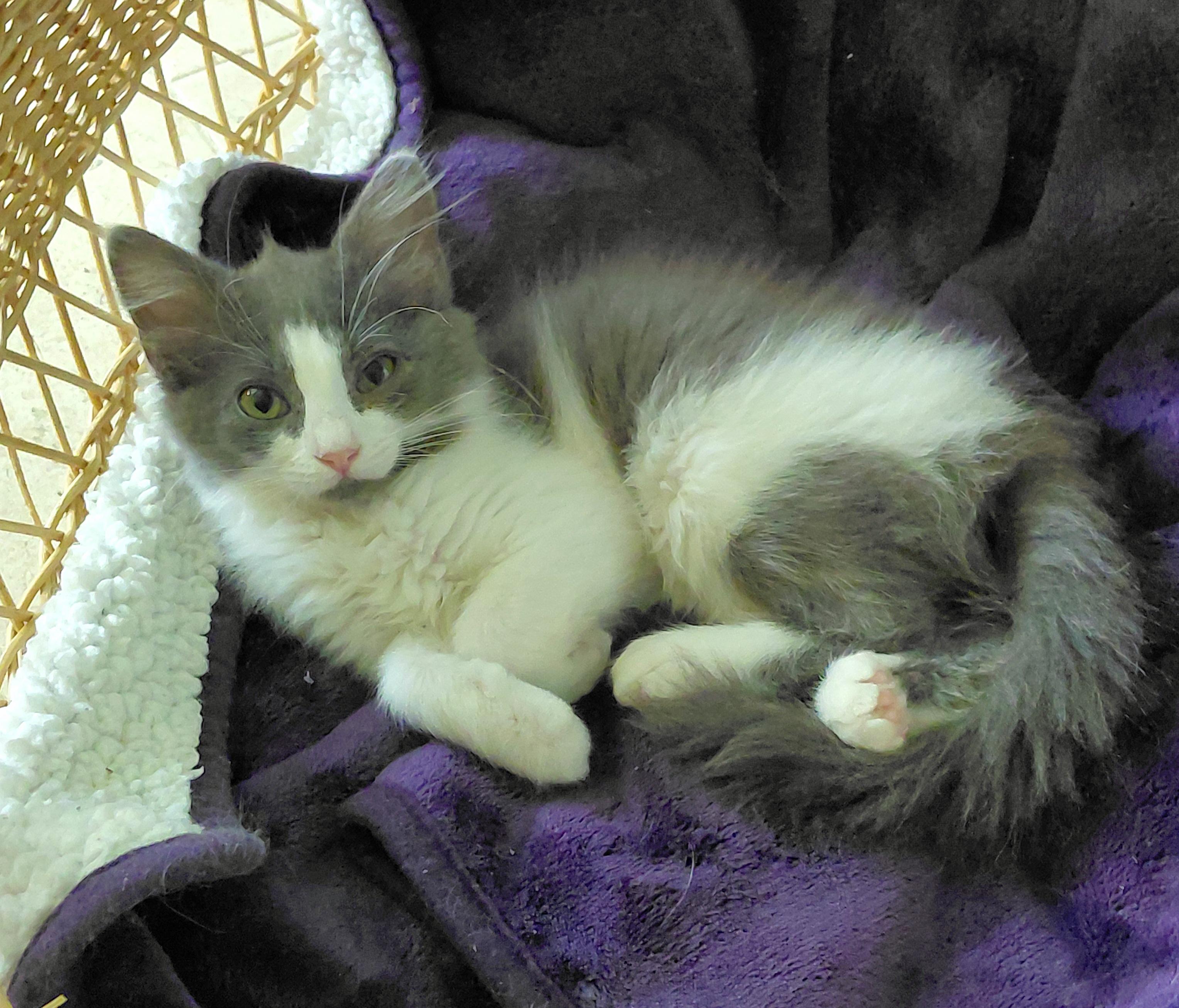 Enlarge Moonstone, an adopted mixed breed in Melbourne, FL image 3/3