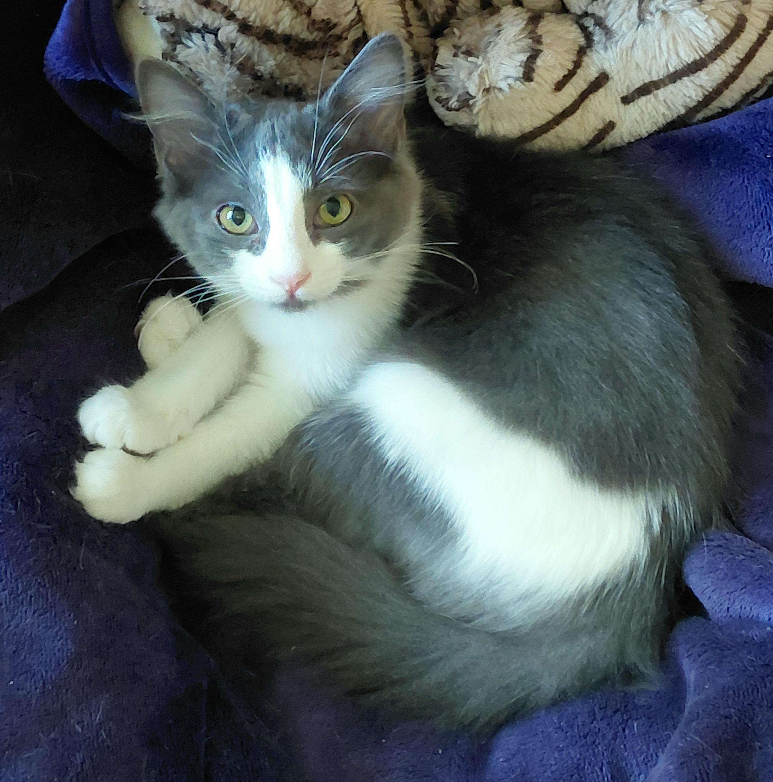 Moonstone, adopted, Kitten Female Maine Coon & Domestic Medium Hair.