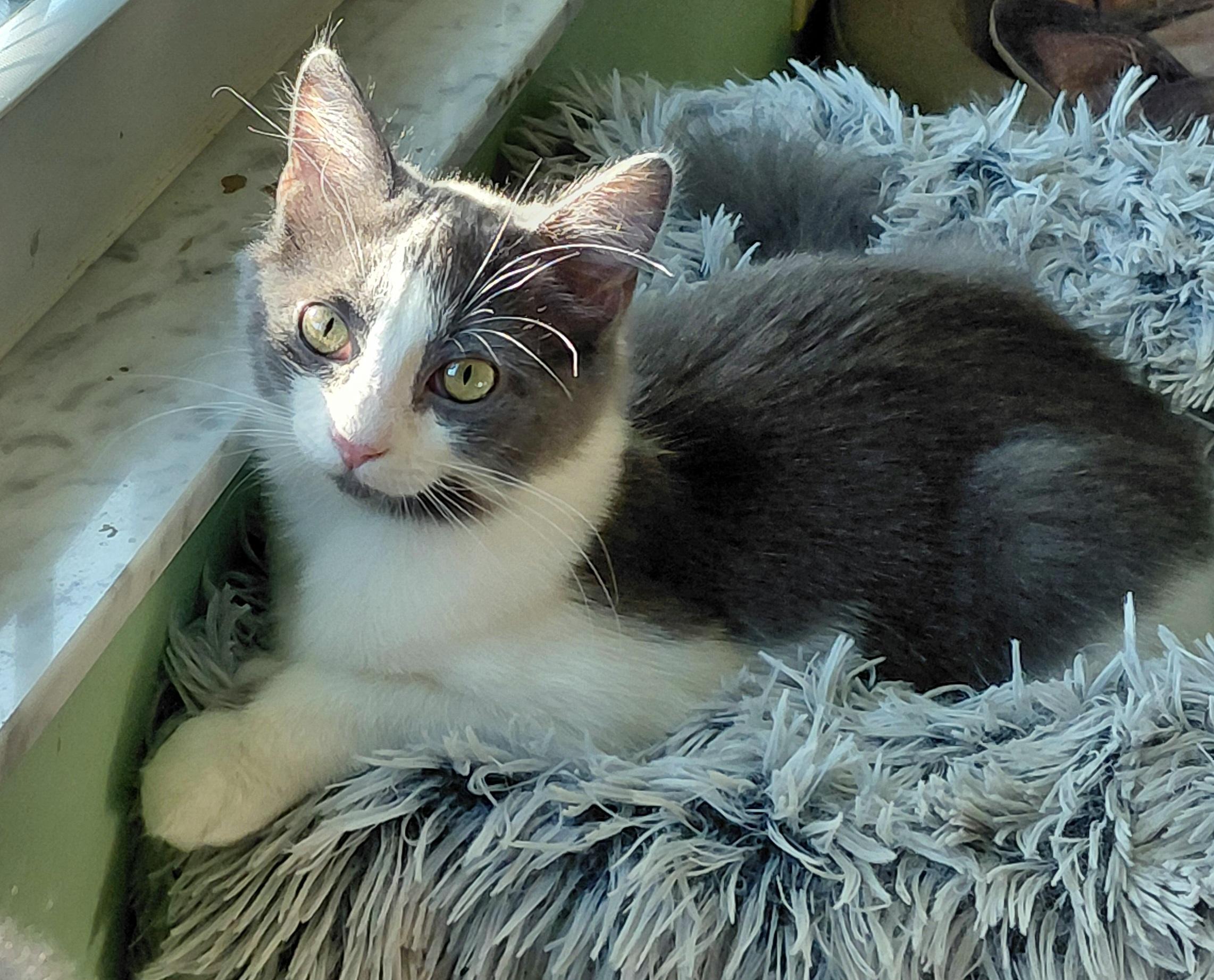 Enlarge Moonstone, an adopted mixed breed in Melbourne, FL image 2/3
