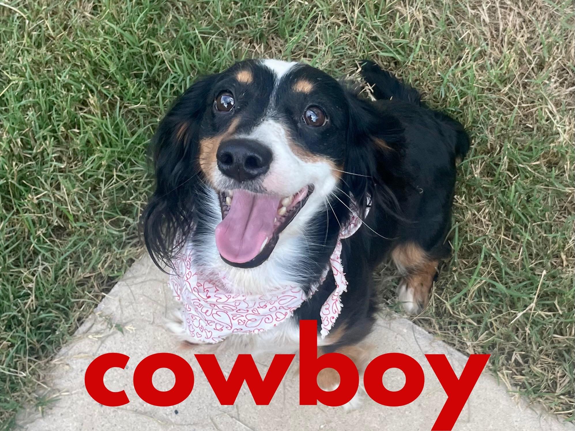 Enlarge Cowboy ADOPTED PA, a Adopted Dachshund (Long Haired) in Texarkana, TX image 2/6