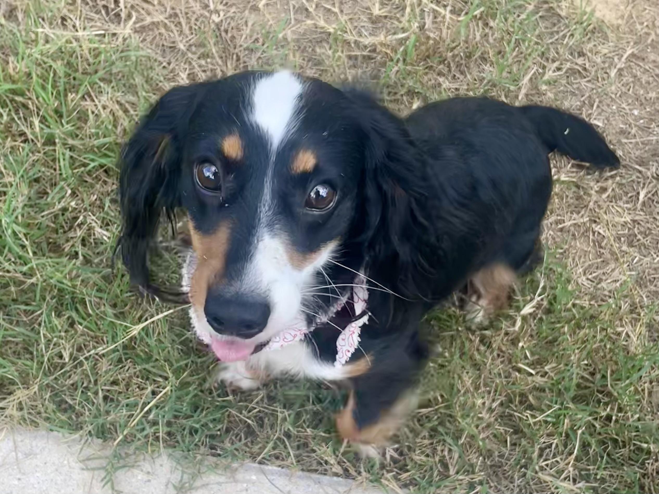 Enlarge Cowboy ADOPTED PA, a Adopted Dachshund (Long Haired) in Texarkana, TX image 5/6