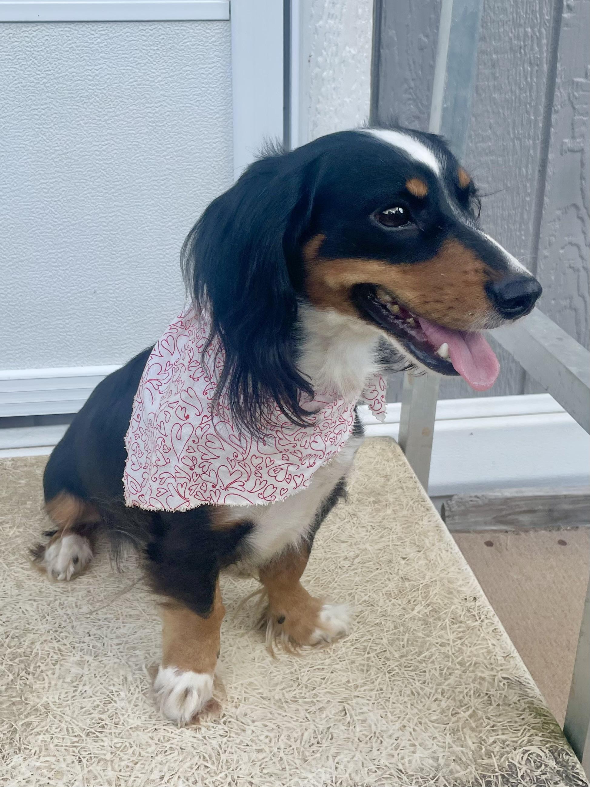 Enlarge Cowboy ADOPTED PA, a Adopted Dachshund (Long Haired) in Texarkana, TX image 3/6