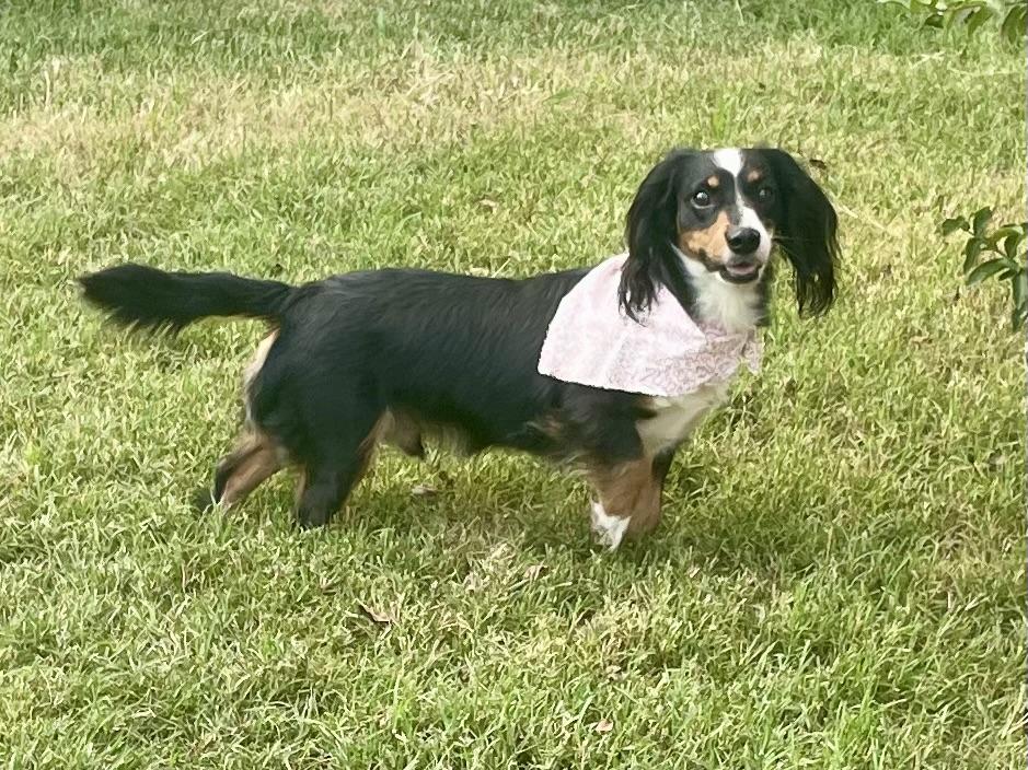 Enlarge Cowboy ADOPTED PA, a Adopted Dachshund (Long Haired) in Texarkana, TX image 1/6