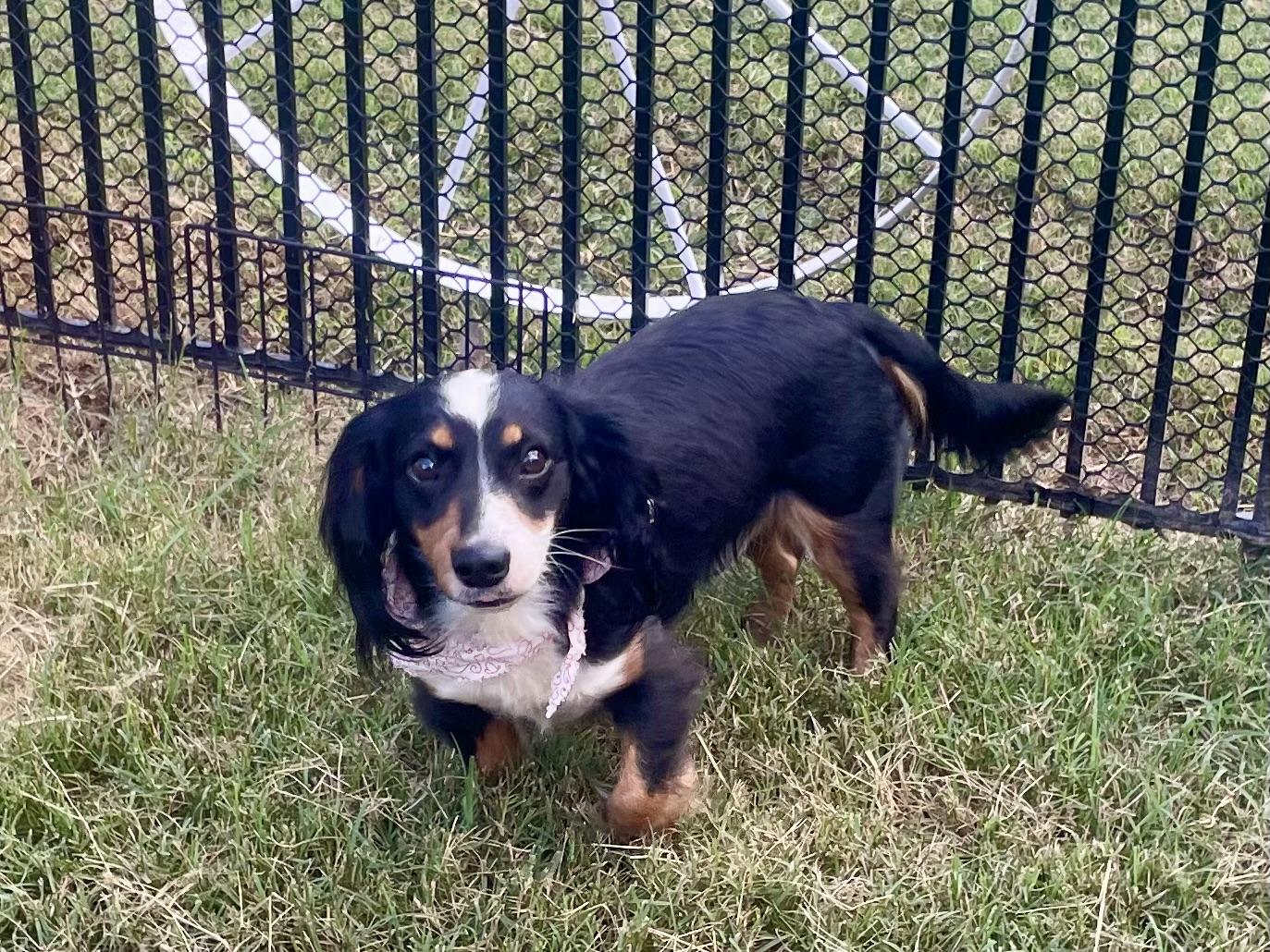 Enlarge Cowboy ADOPTED PA, a Adopted Dachshund (Long Haired) in Texarkana, TX image 6/6