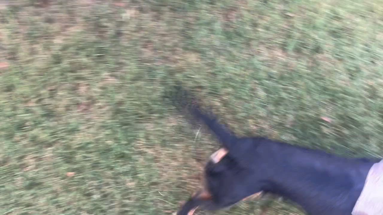 Enlarge Cowboy ADOPTED PA, a Adopted Dachshund (Long Haired) in Texarkana, TX video 4/6