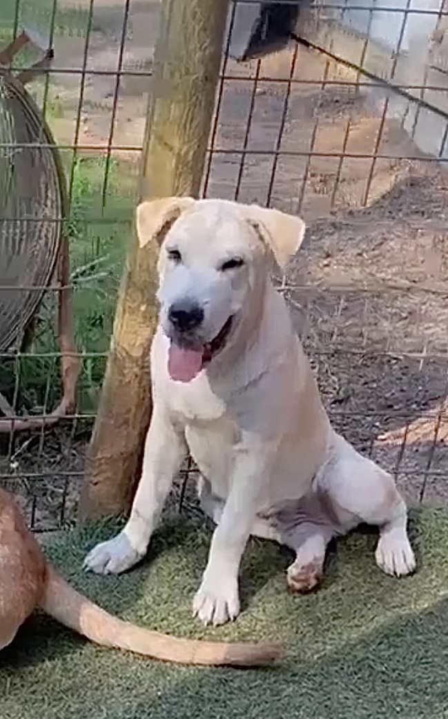 Enlarge RAMEN, a Adoptable mixed breed in Pembroke Pines, FL image 16/19