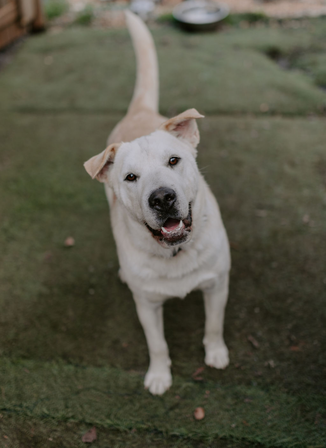 RAMEN, Adoptable, Young Male Yellow Labrador Retriever & Anatolian Shepherd.