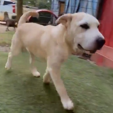 Enlarge RAMEN, a Adoptable mixed breed in Pembroke Pines, FL image 17/19