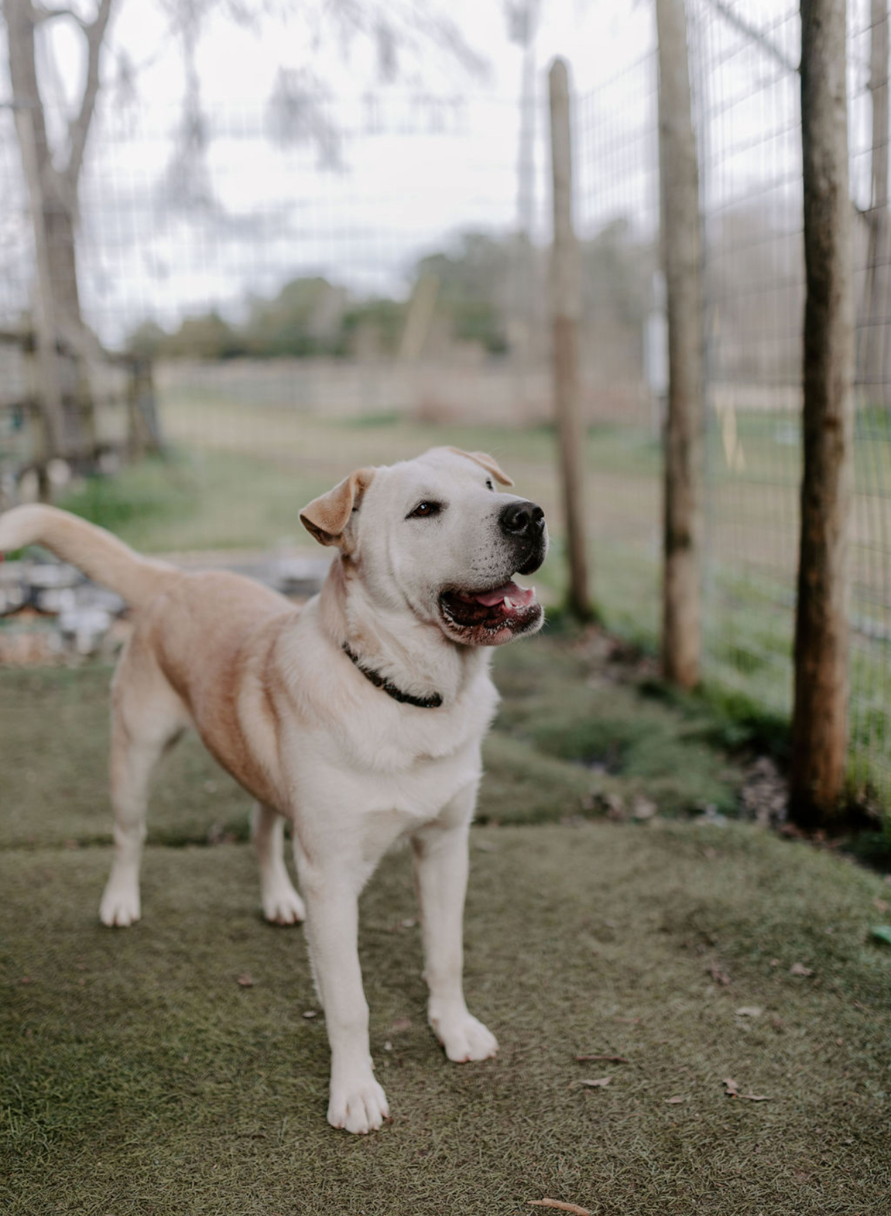 Enlarge RAMEN, a Adoptable mixed breed in Pembroke Pines, FL image 18/19