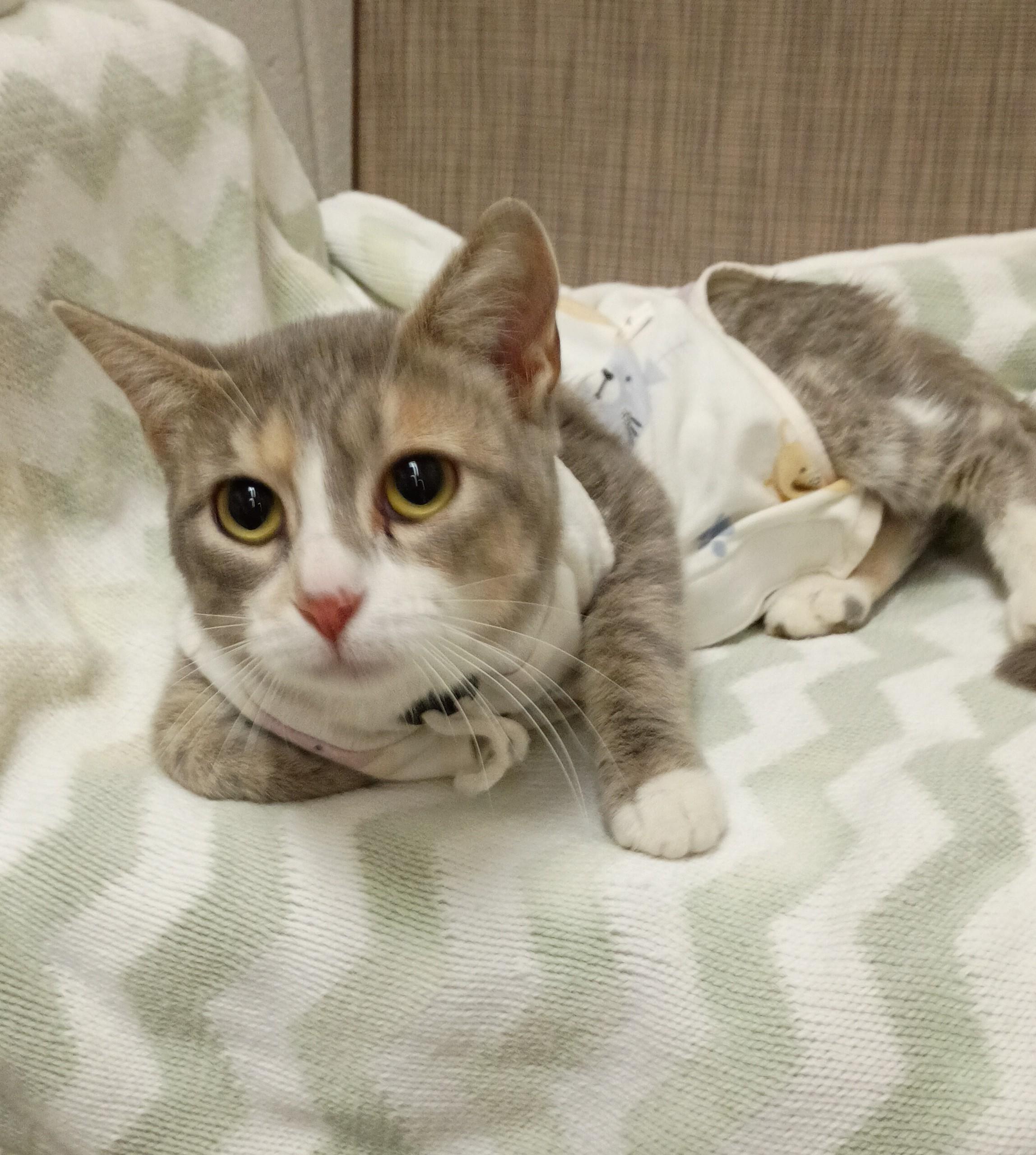 Enlarge Sirsha, a Adoptable Domestic Short Hair in Kearney, NE image 1/1