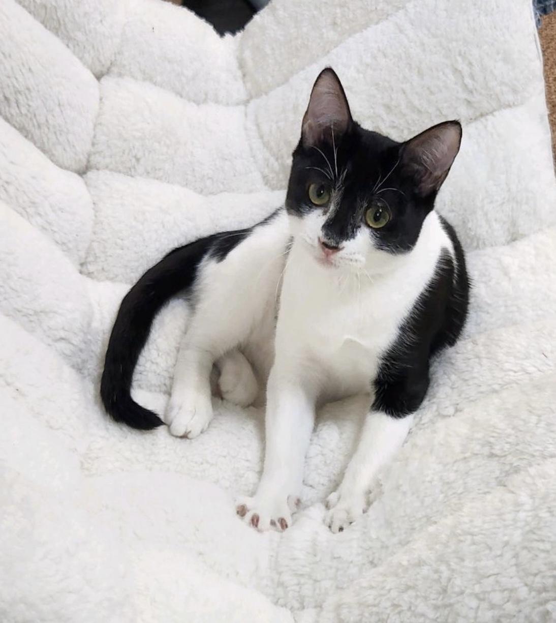 Enlarge Poppy, a Adopted Domestic Short Hair in Austin, TX image 4/6