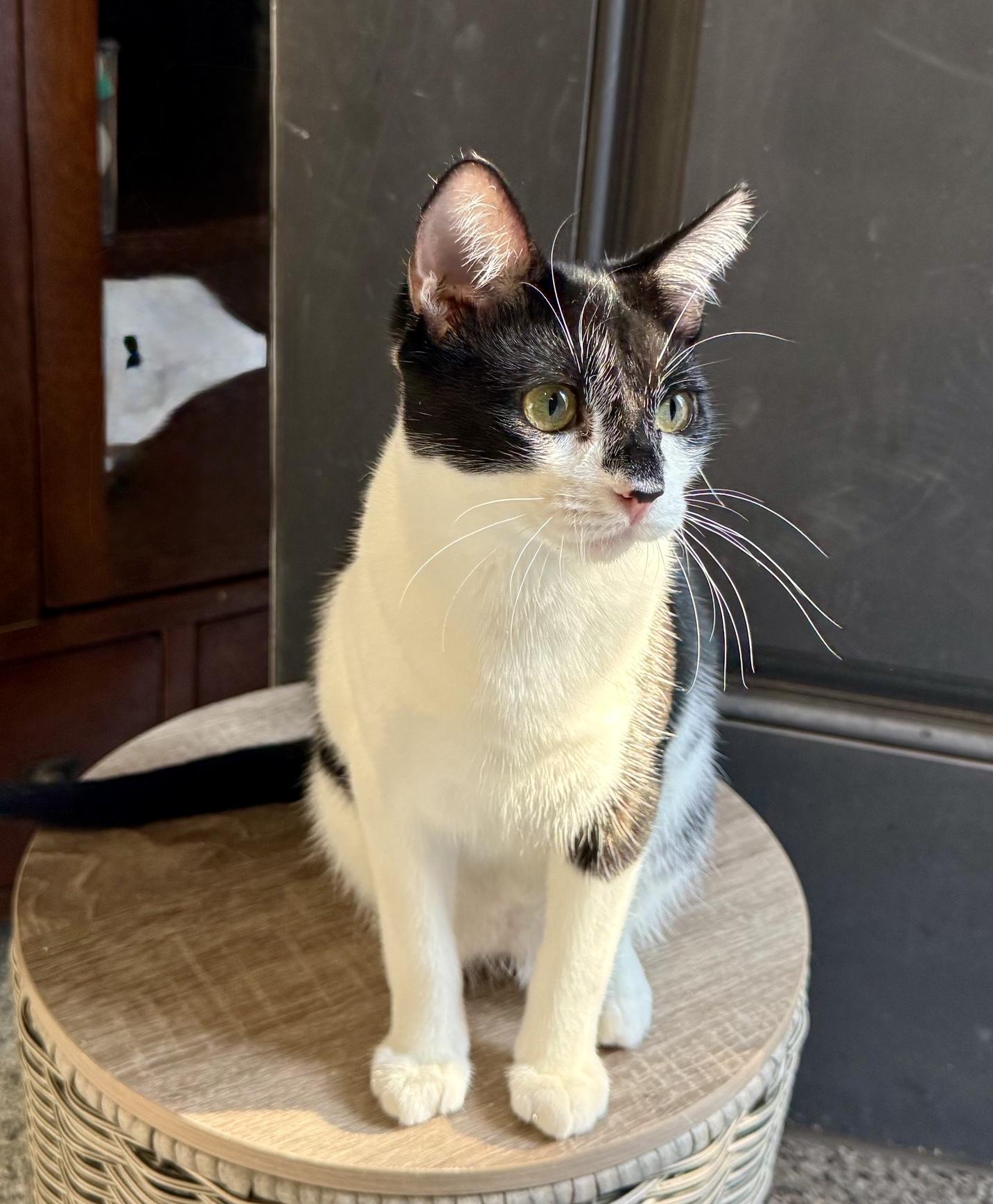 Enlarge Poppy, a Adopted Domestic Short Hair in Austin, TX image 6/6