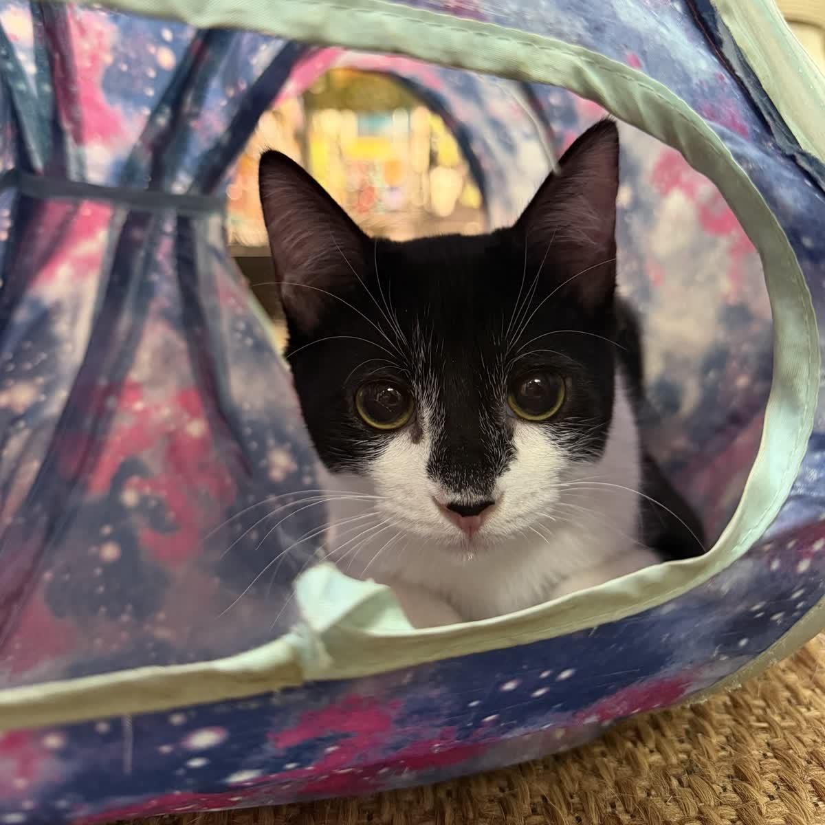 Enlarge Poppy, a Adopted Domestic Short Hair in Austin, TX image 2/6