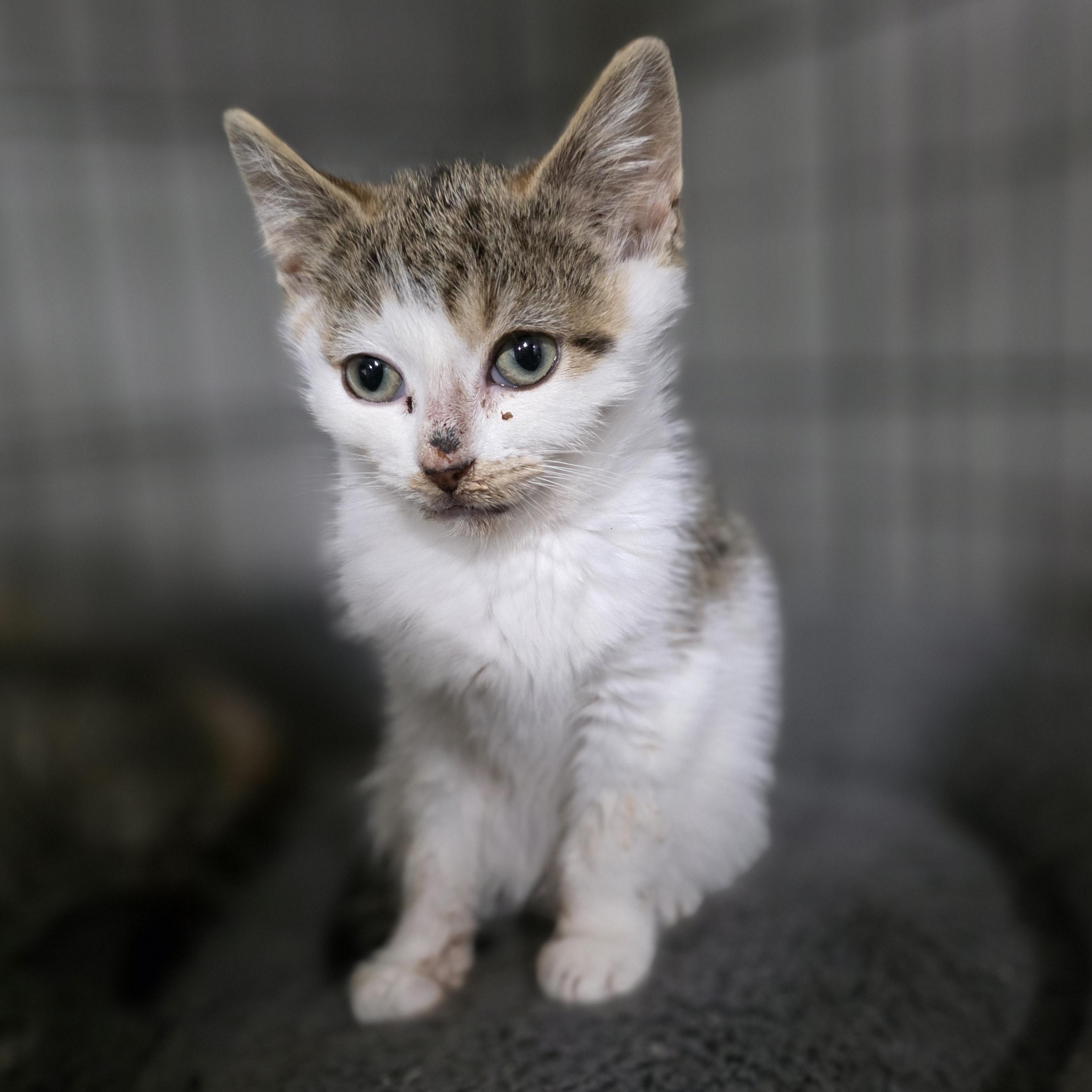 Citrus , Adoptable, Kitten Female Domestic Short Hair & Tabby.