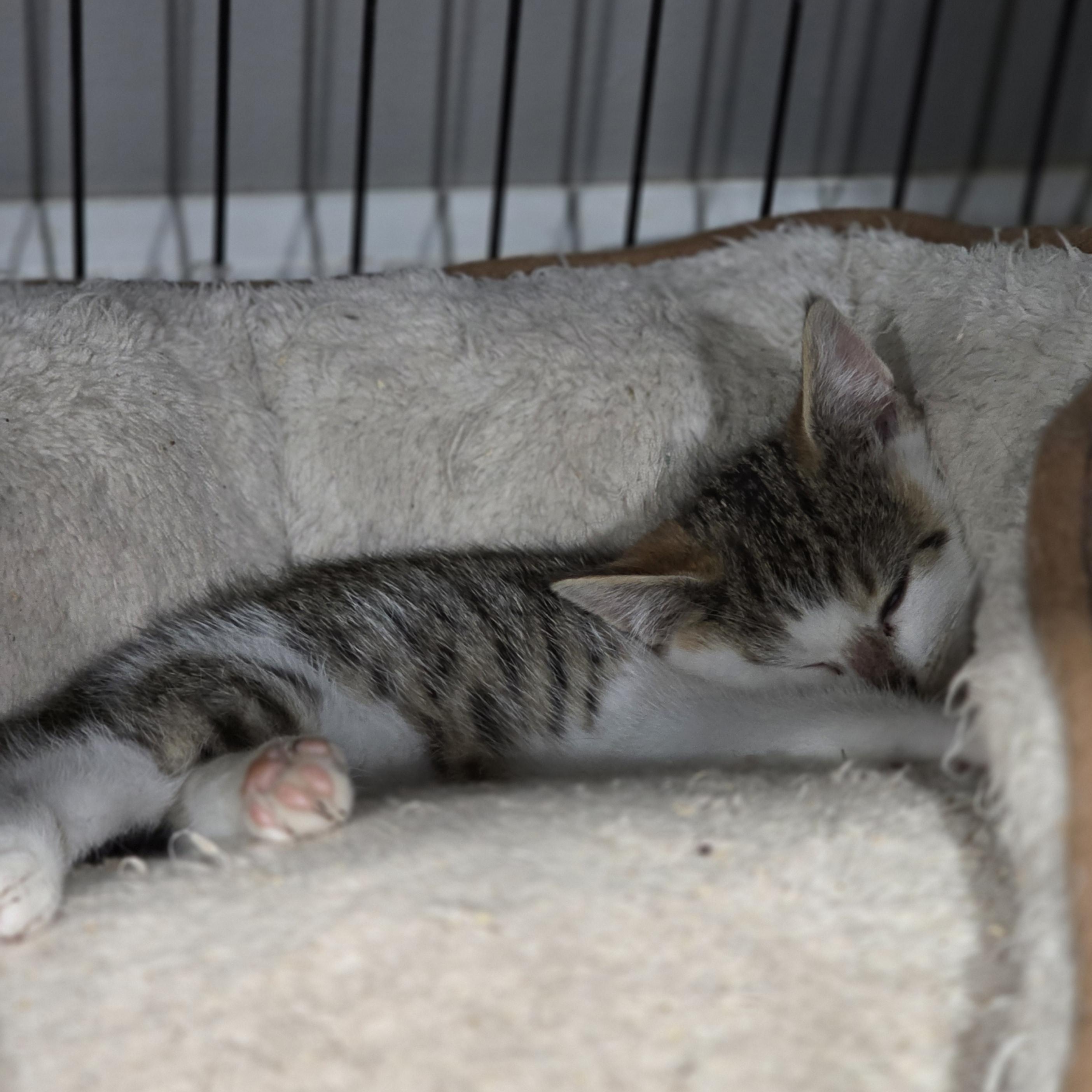 Enlarge Citrus , a Adoptable mixed breed in Mastic beach, NY image 3/3