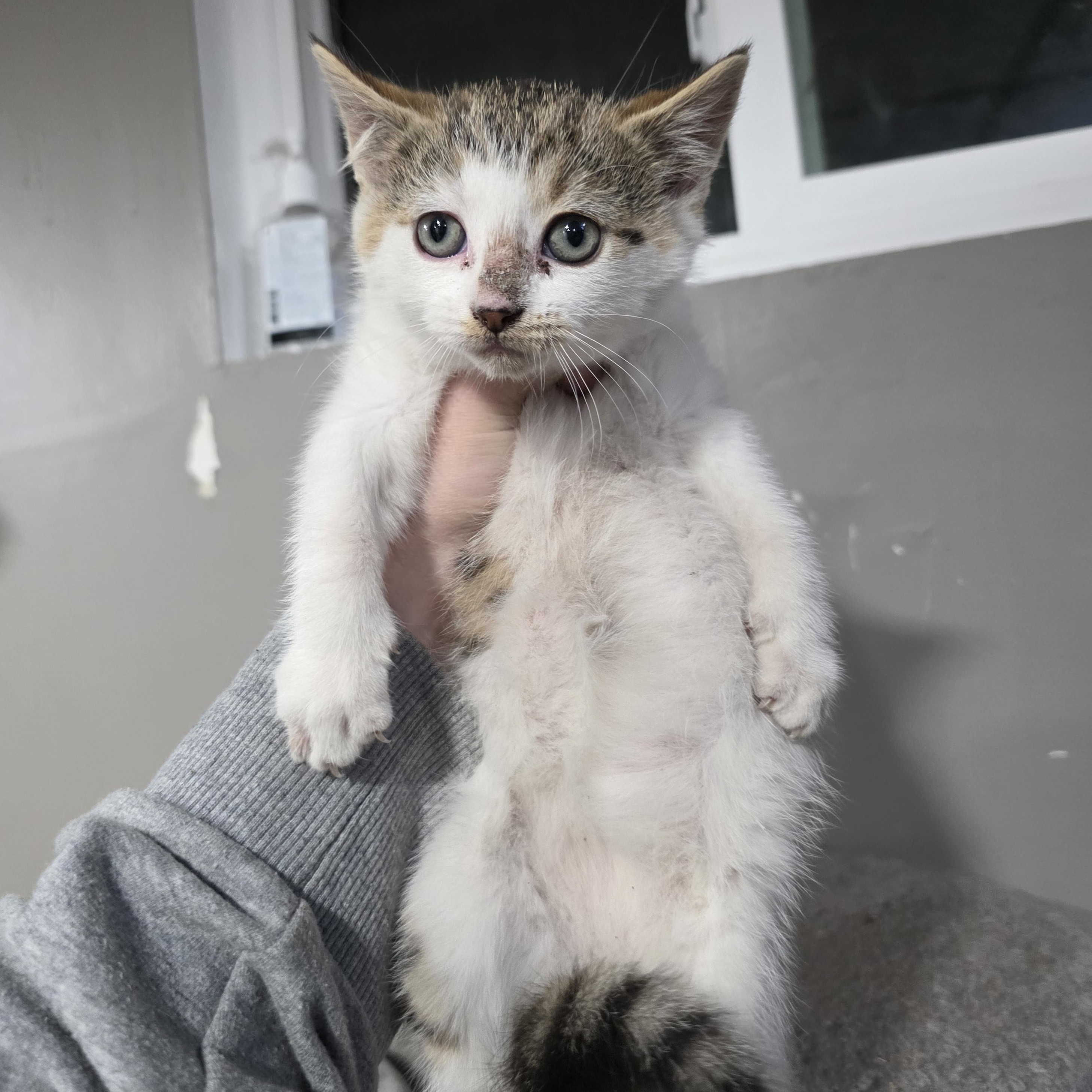 Enlarge Citrus , a Adoptable mixed breed in Mastic beach, NY image 2/3