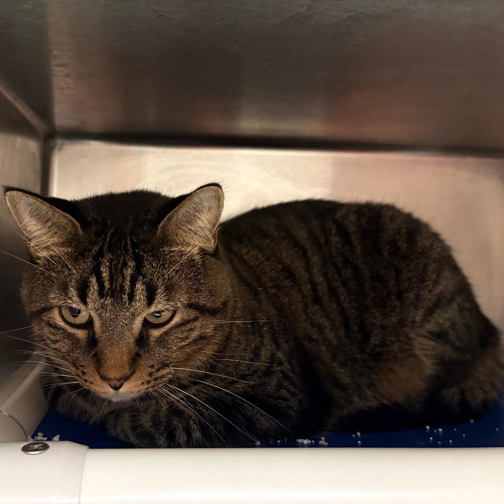 Garf, Adoptable, Adult Male Domestic Short Hair & Extra-Toes Cat / Hemingway Polydactyl.