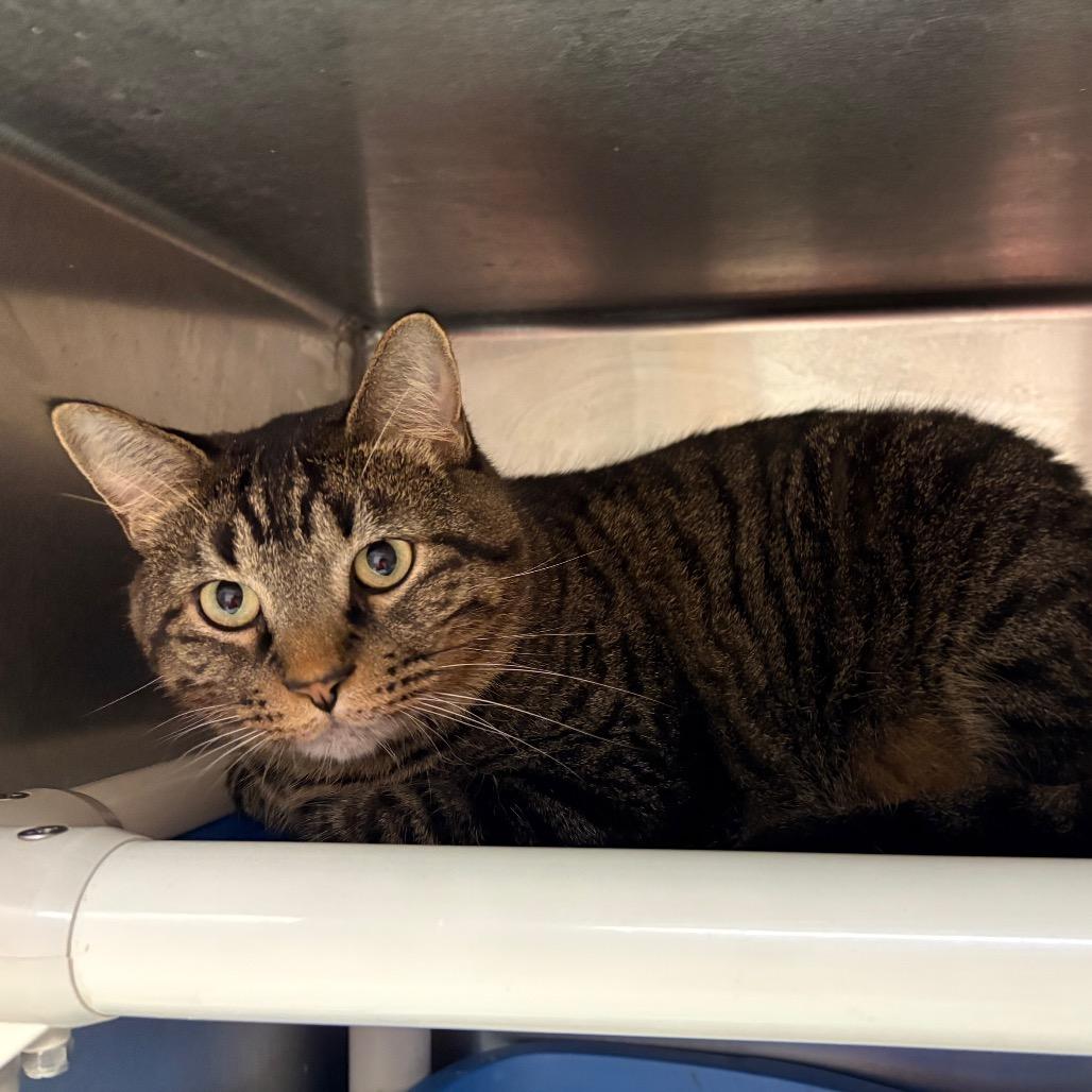 Enlarge Garf, a Adoptable mixed breed in Elbow Lake, MN image 2/2